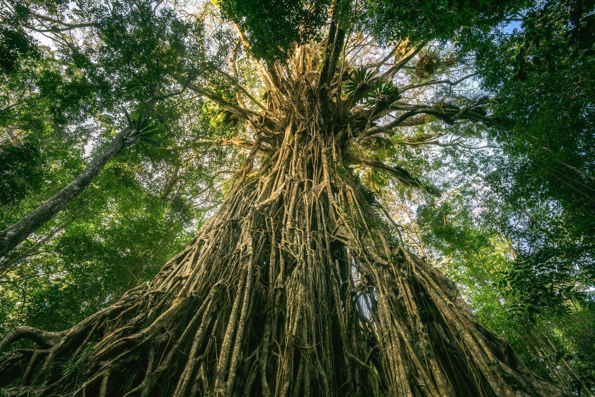 Curtain Fig Tree