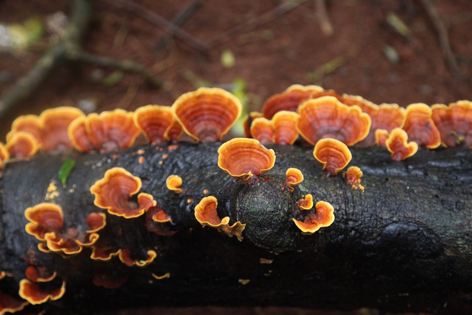 Baumpilz im Mary Cairncross Scenic Reserve