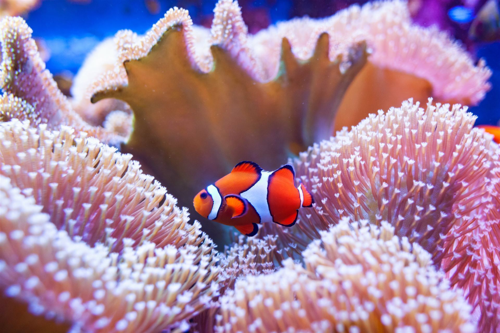 Clownfisch