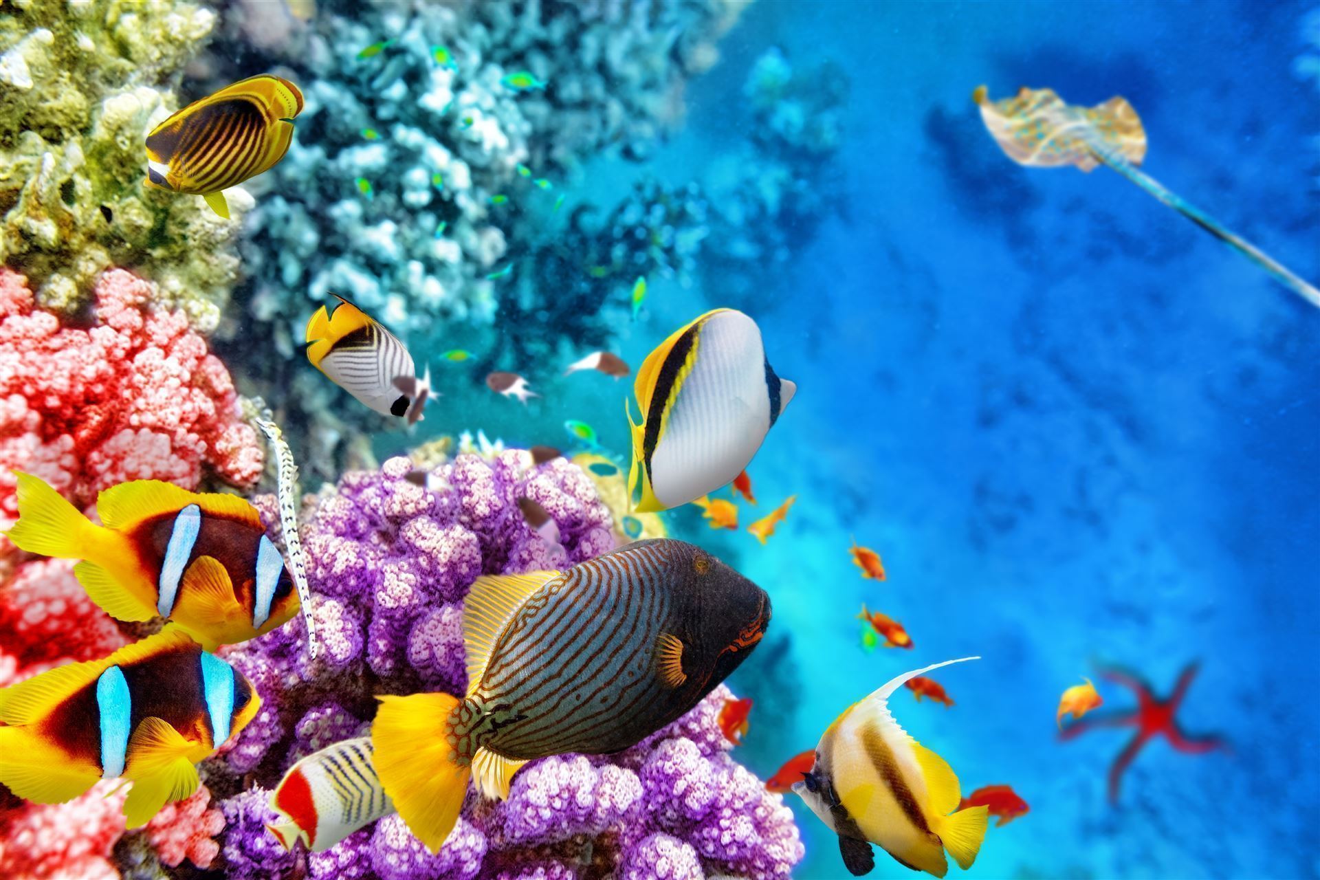 Bunte Unterwasserwelt