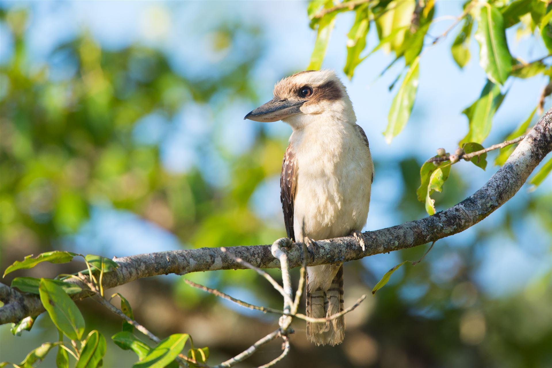 Kookaburra