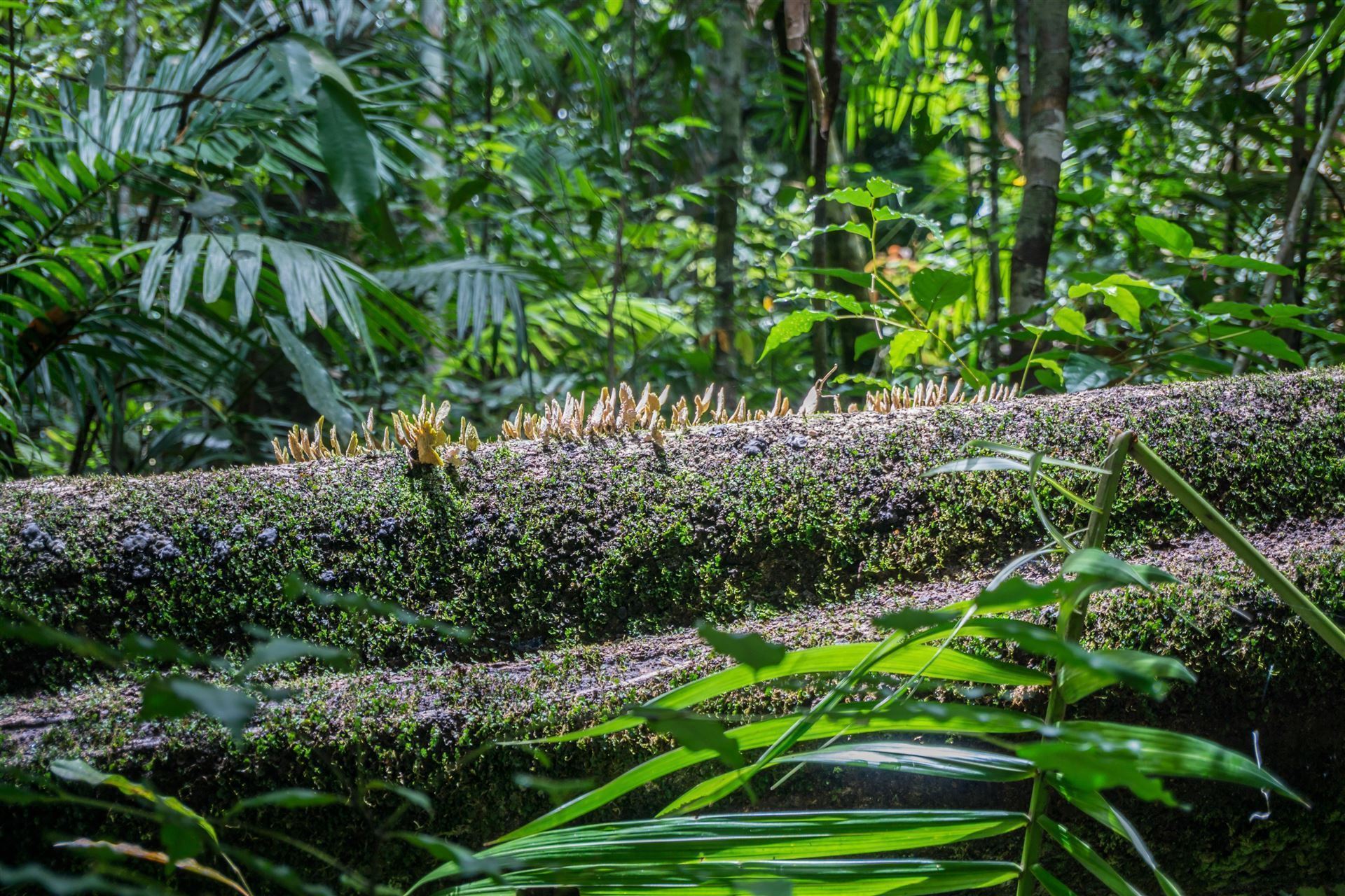 Eungella Nationalpark