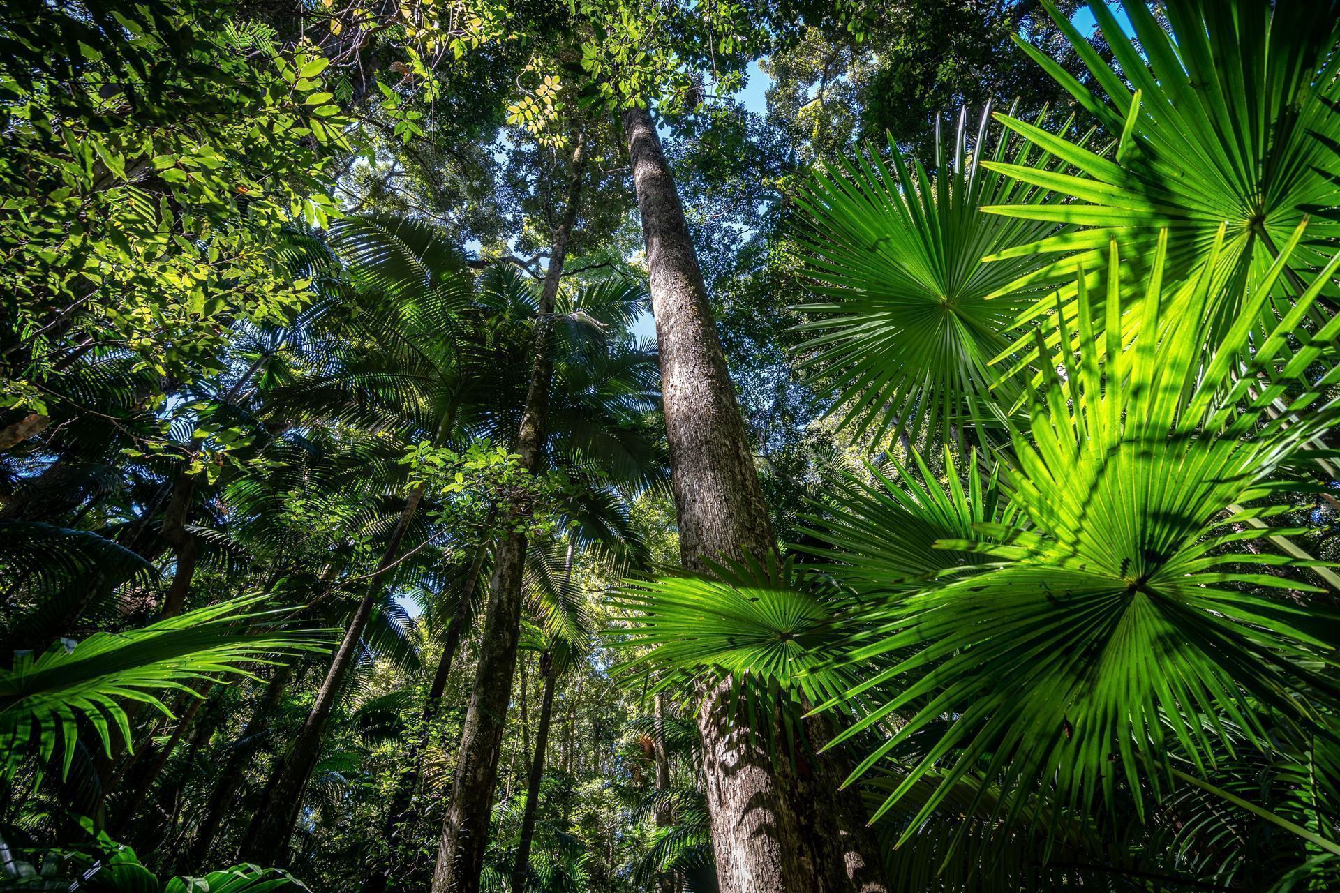 Eungella Nationalpark