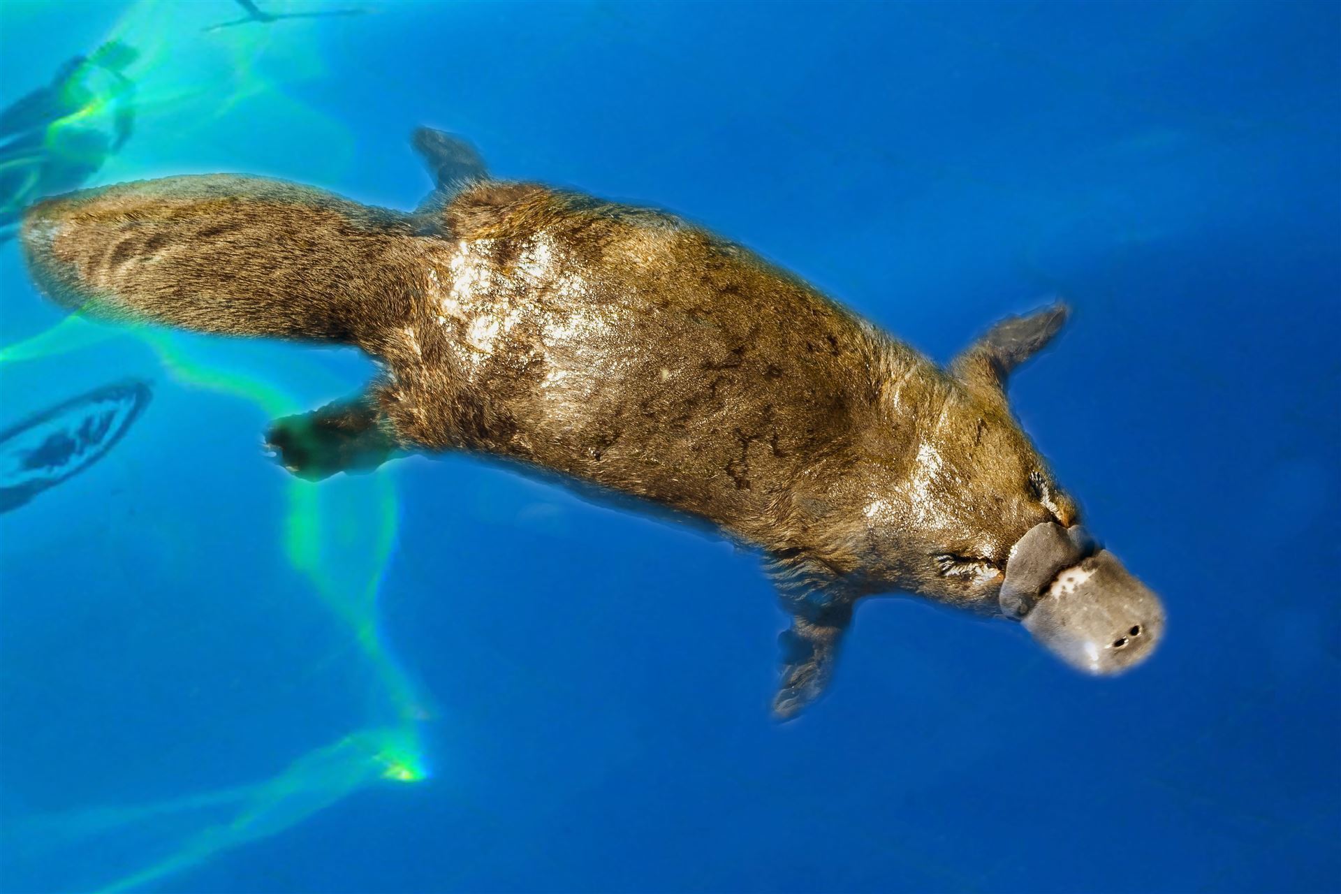Platypus