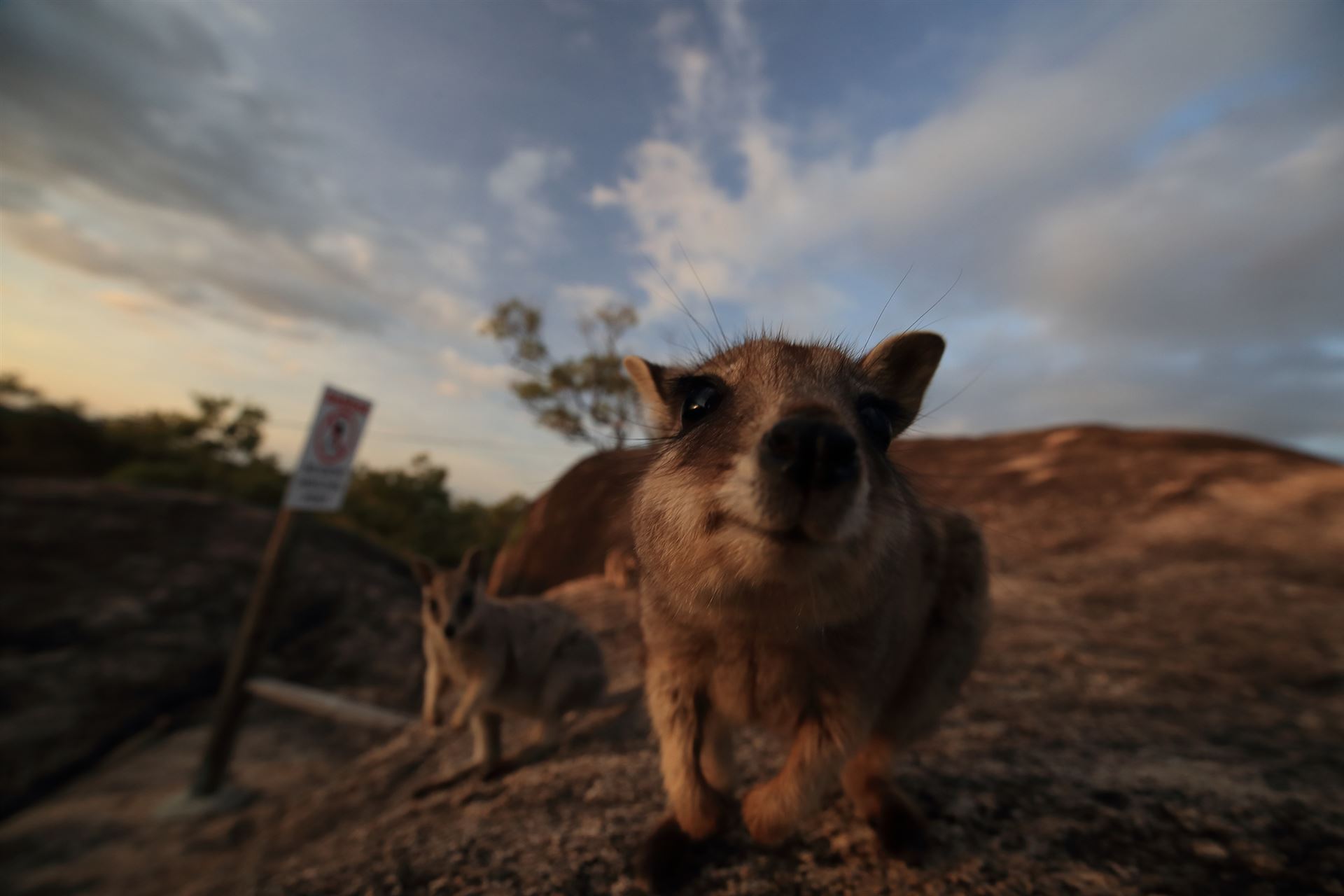 Wallaby im Granit Gorge Nature Park