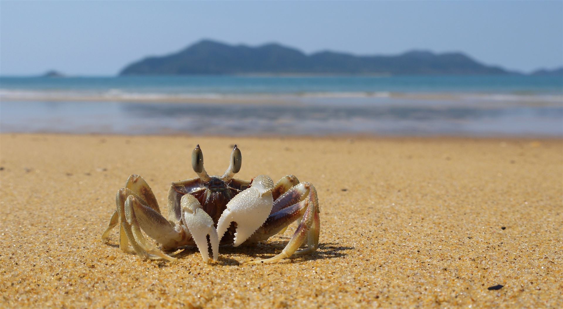 Krabbe in Mission Beach und Dunk Island im Hintergrund