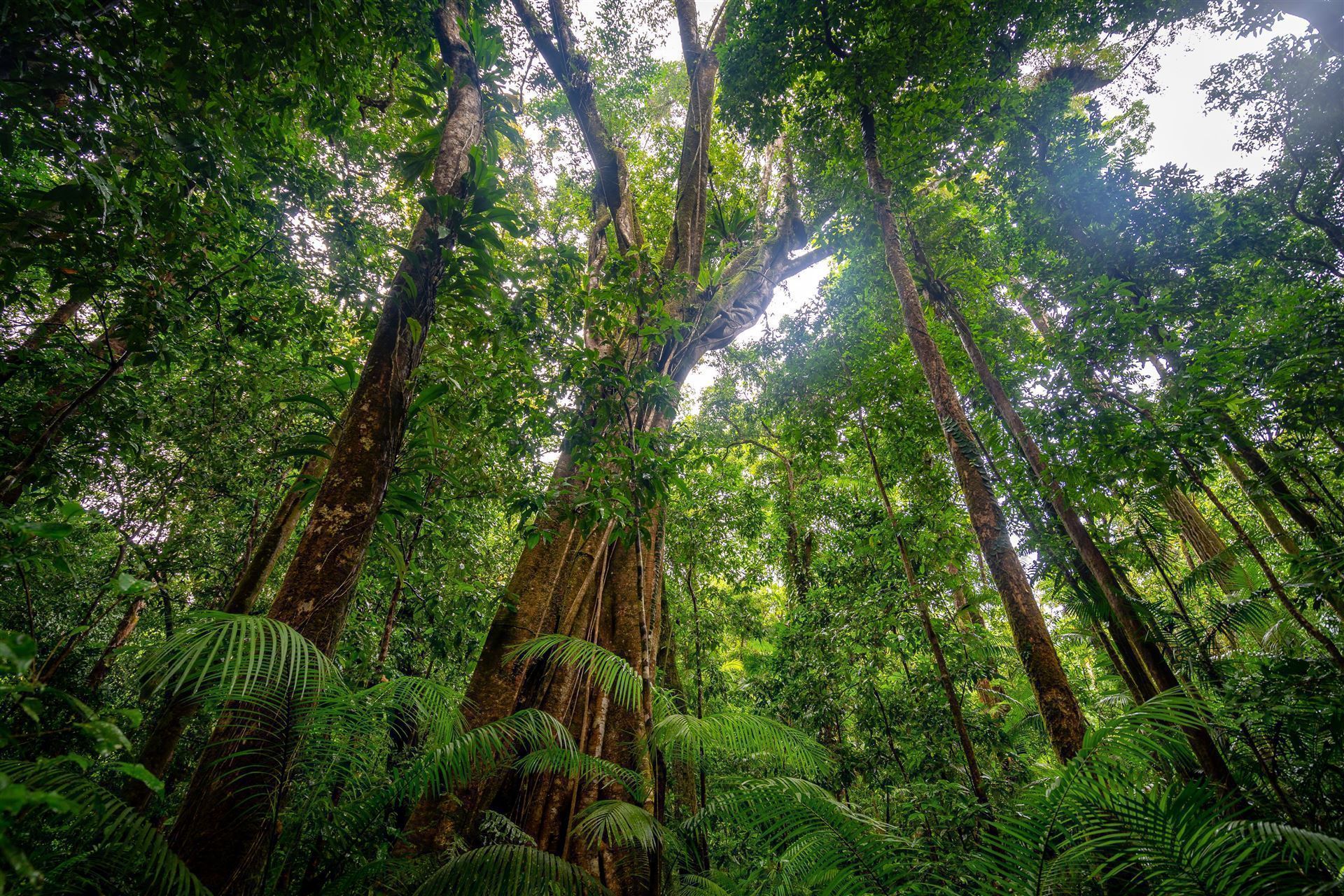 UNESCO Weltnaturerbe Daintree Nationalpark