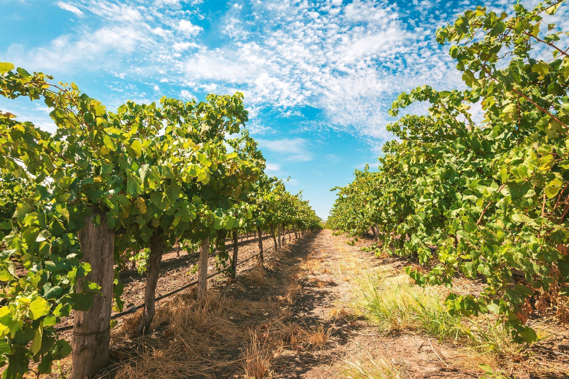 Weinreben im Barossa Valley