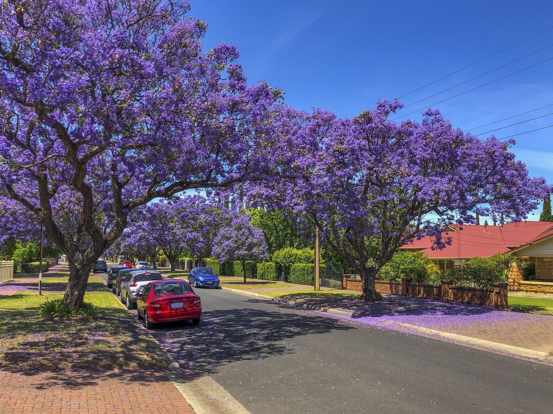 Blühende Jacaranda Bäume
