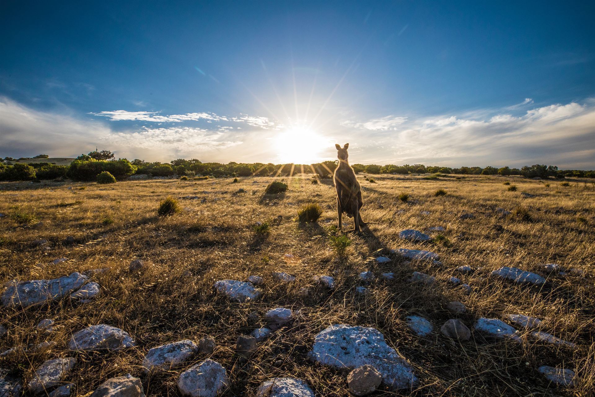 Känguru auf Kangaroo Island