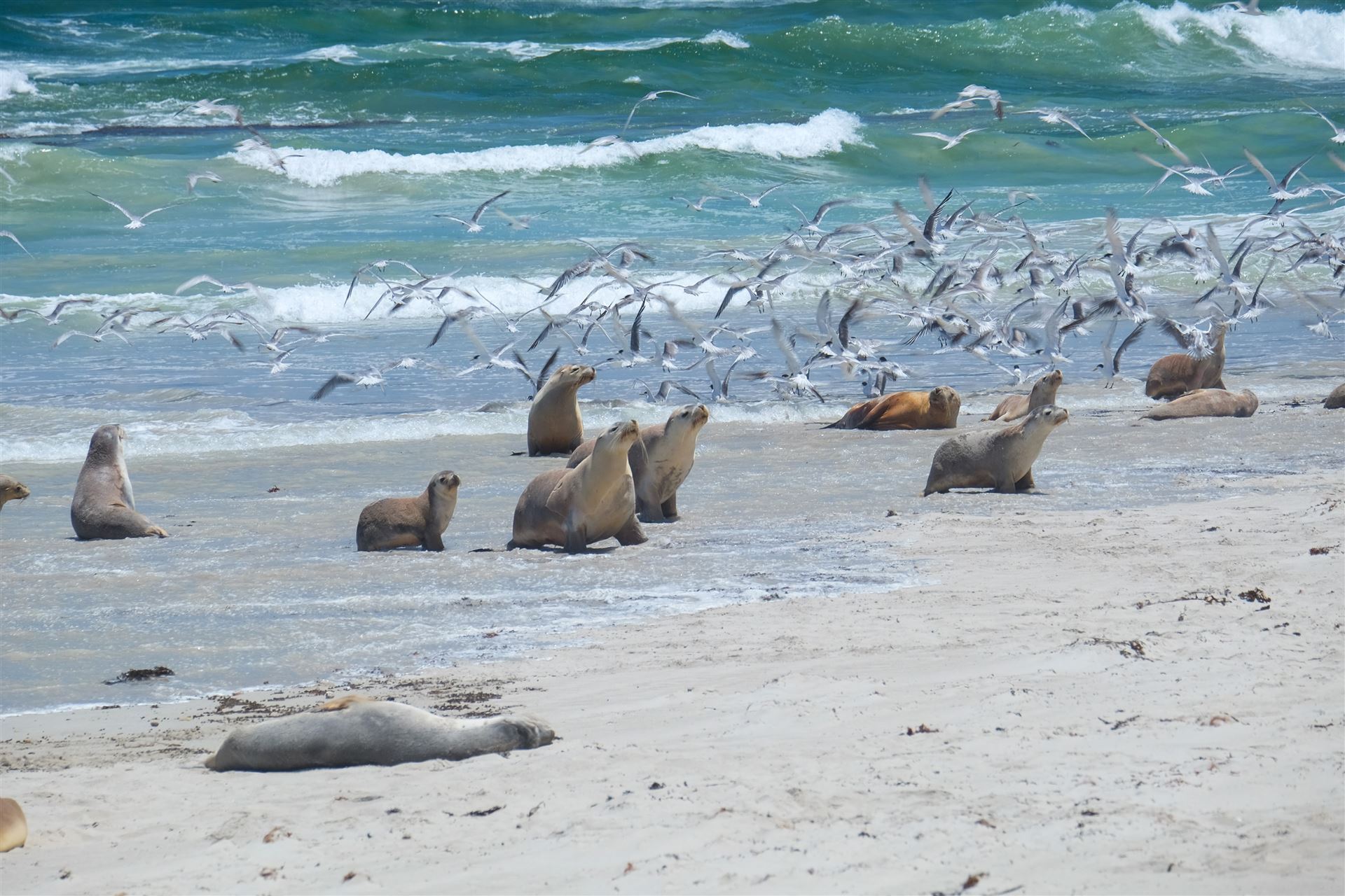 Robben an der Seal Bay