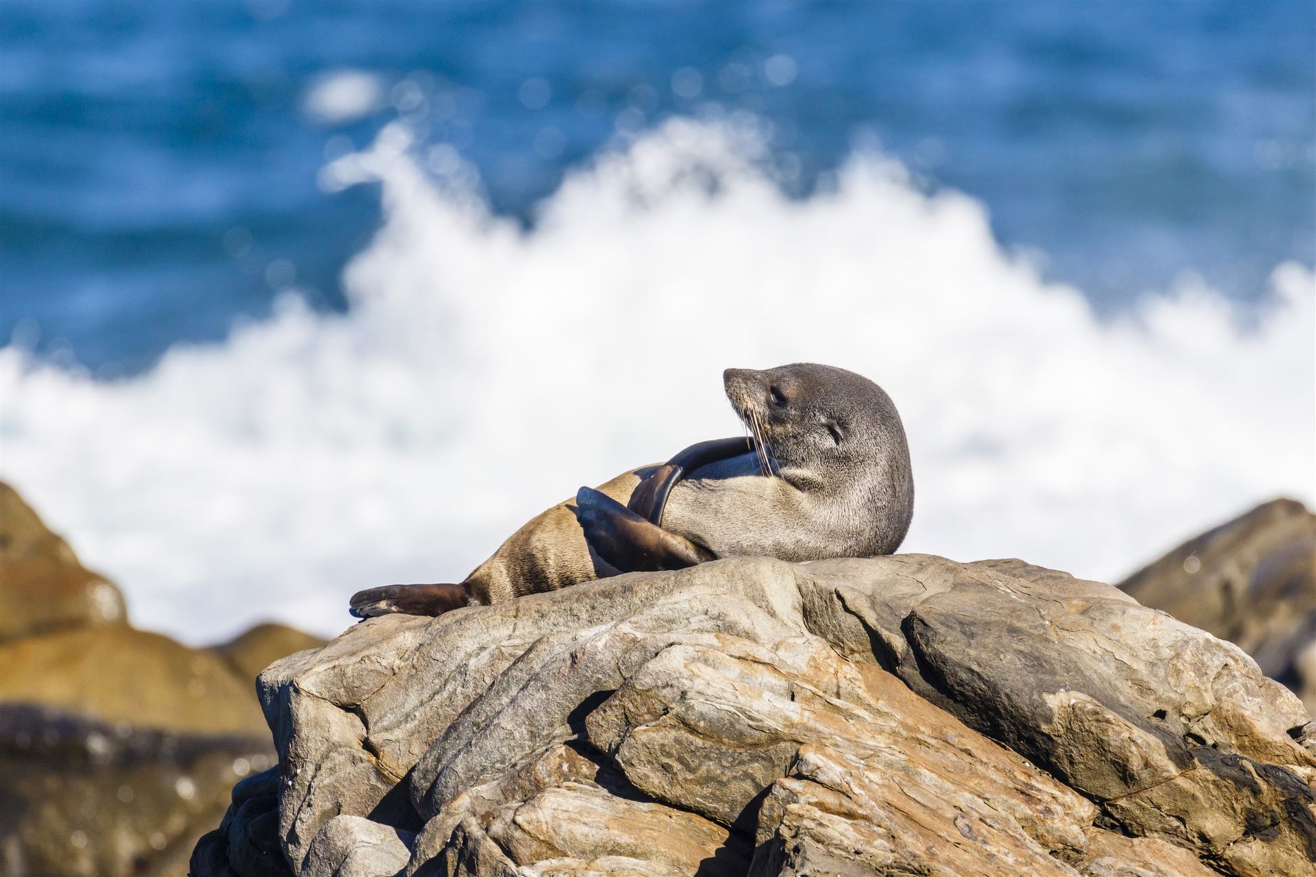 Seelöwe auf Kangaroo Island