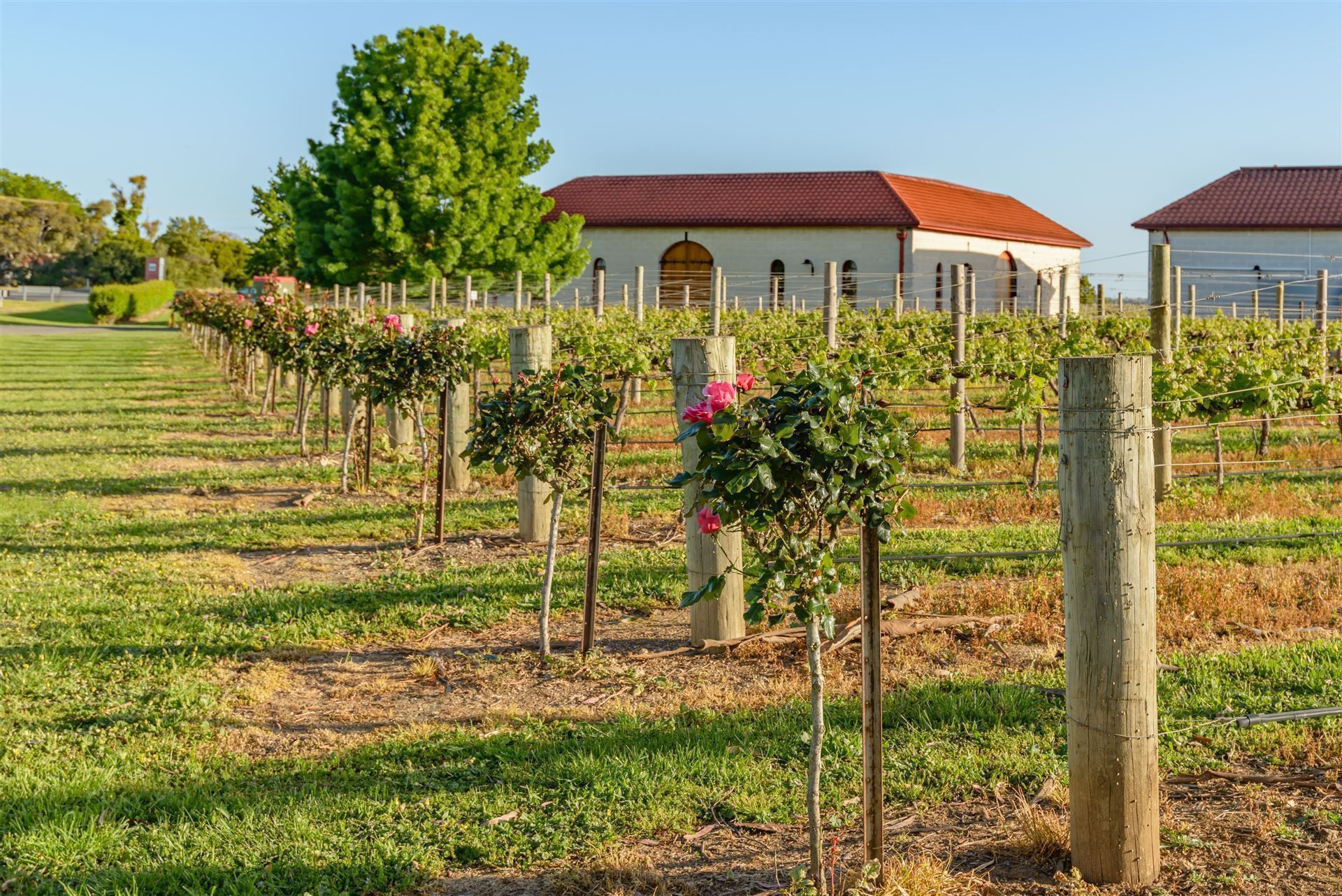 Weingut in der Coonawarra Weinregion