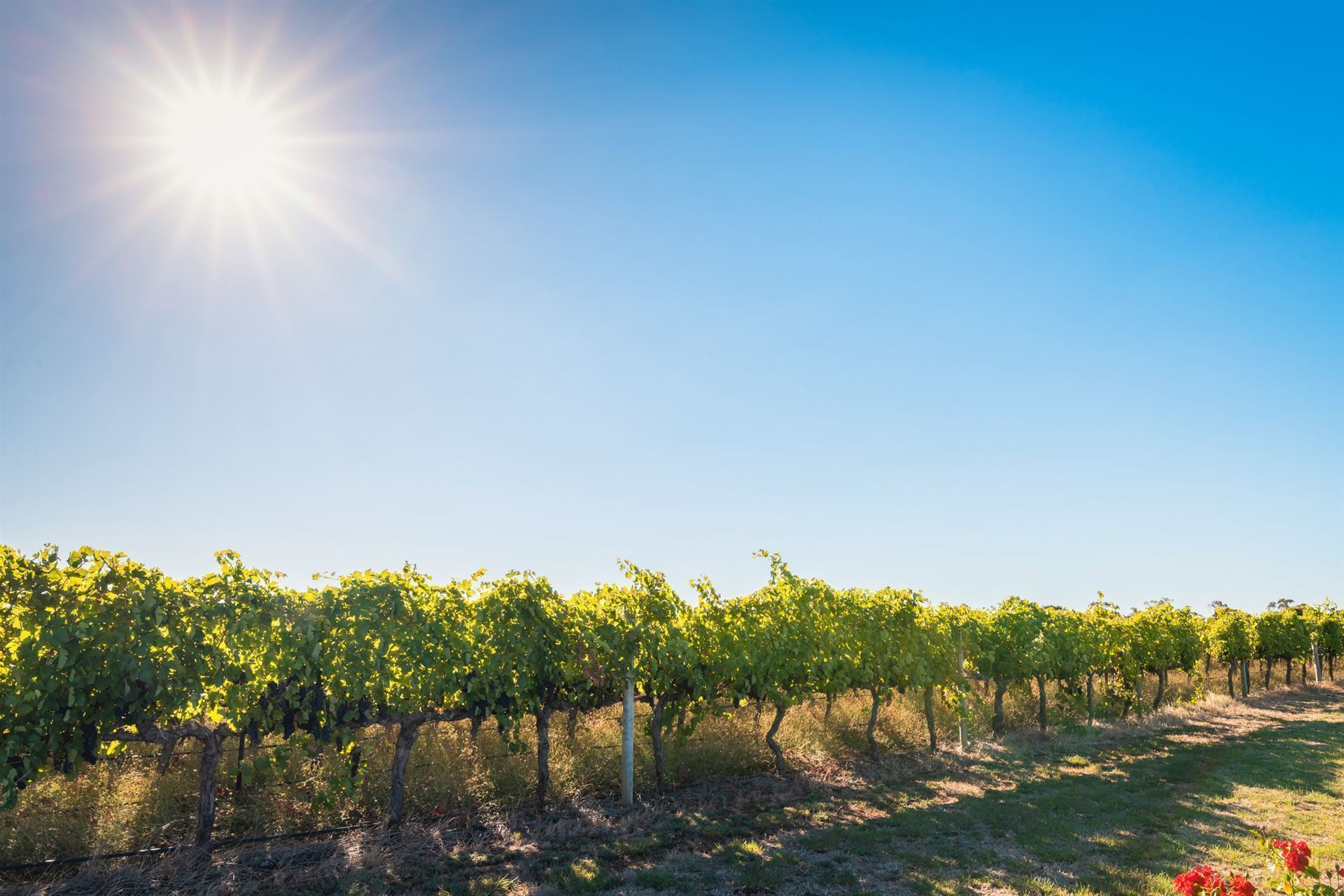 Coonawarra Weinregion