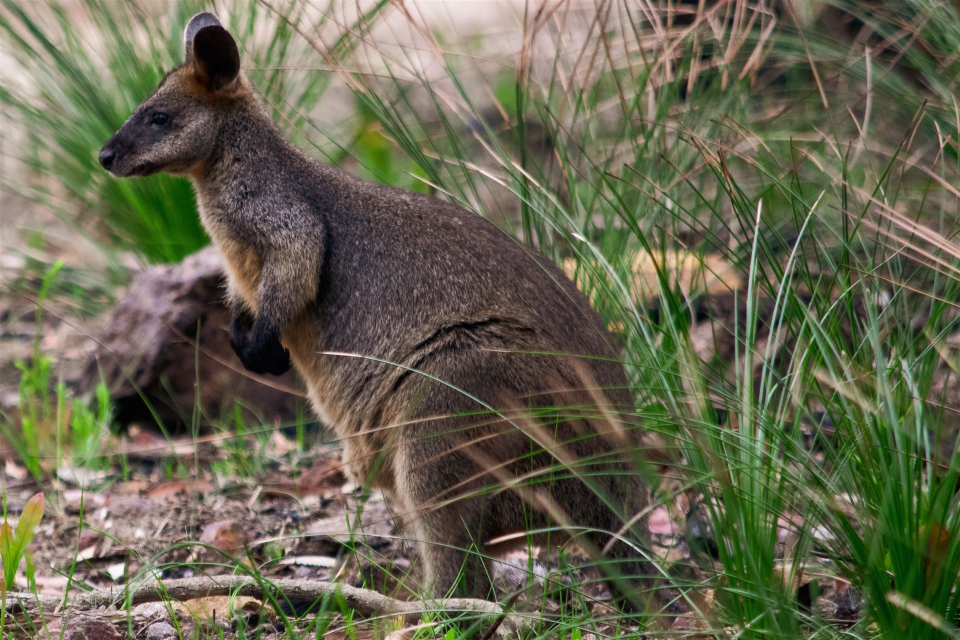 Wallaby