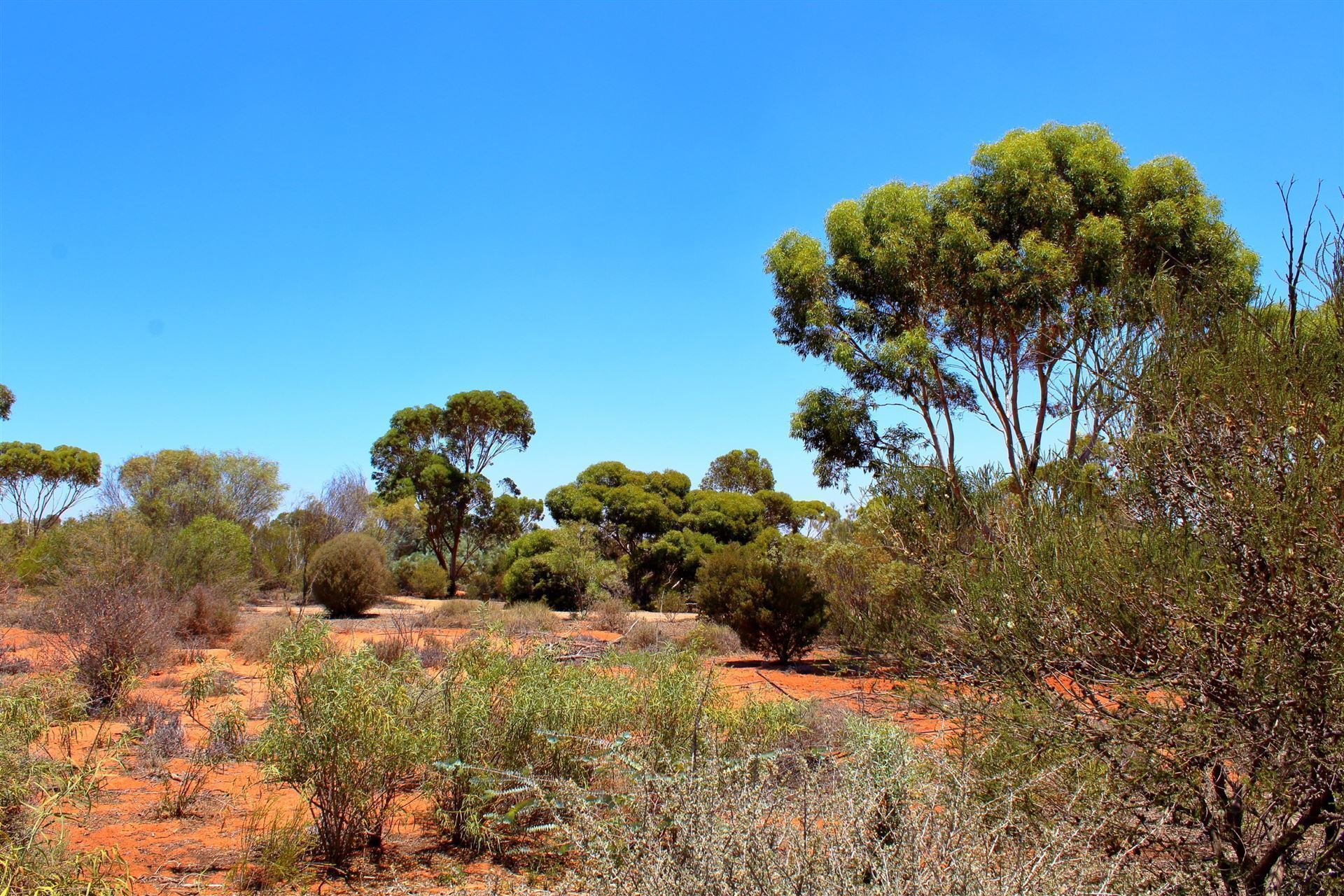 Arid Lands Botanic Garden