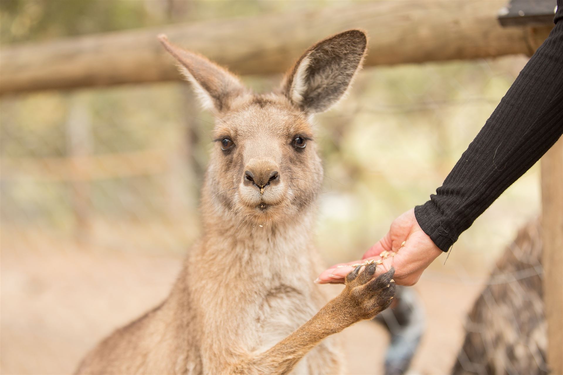 Känguru im Bonorong Wildlife Park
