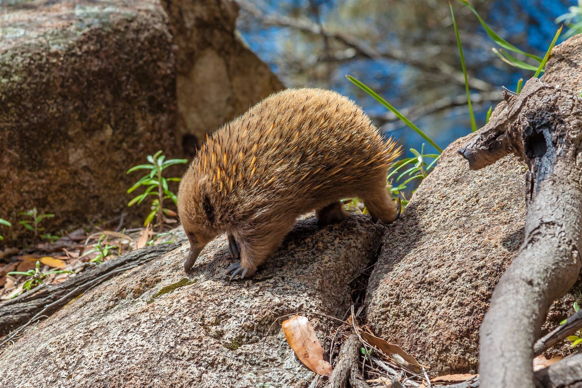 Ameisenigel auf Bruny Island