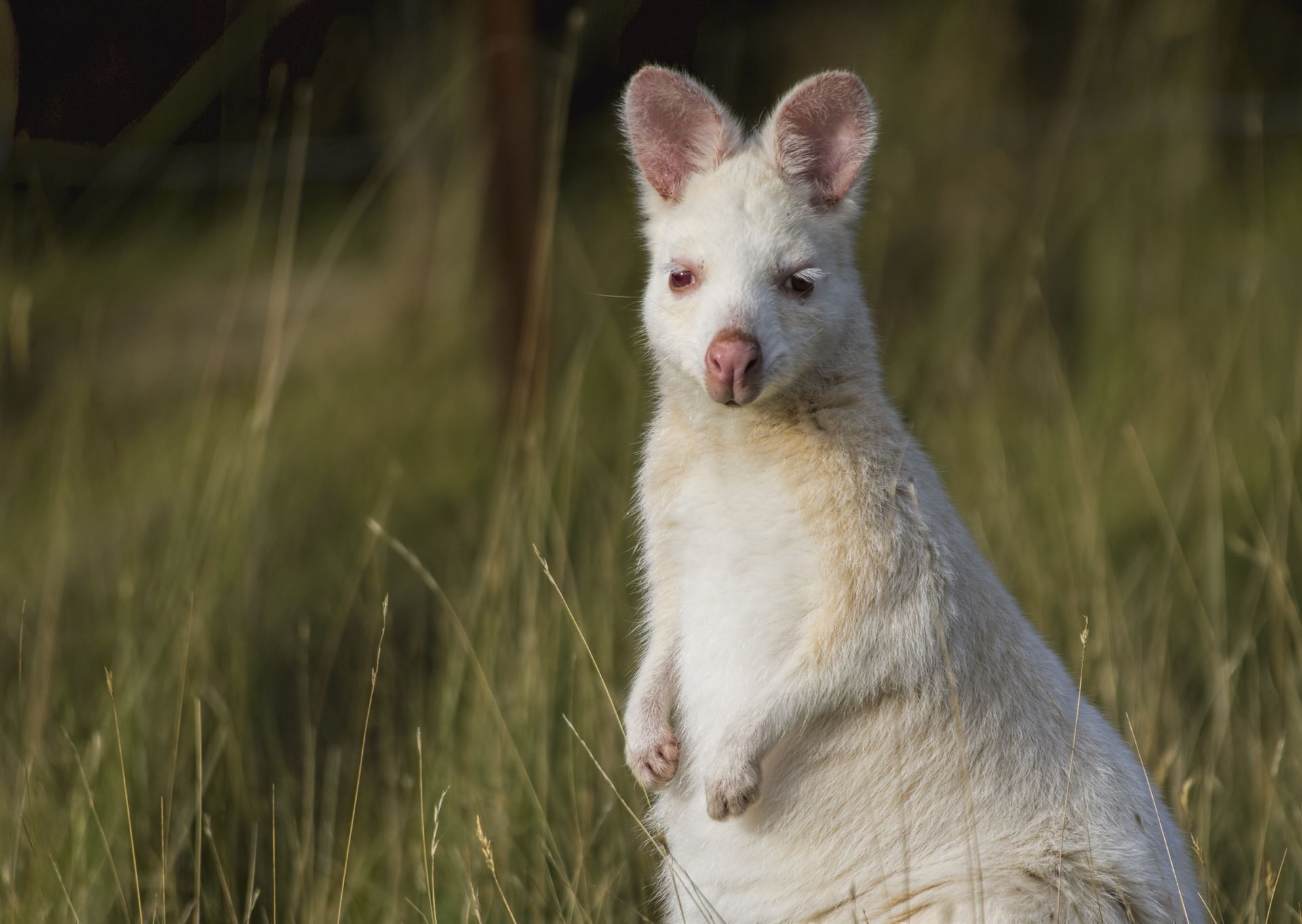 Bennet Wallaby auf Bruny Island