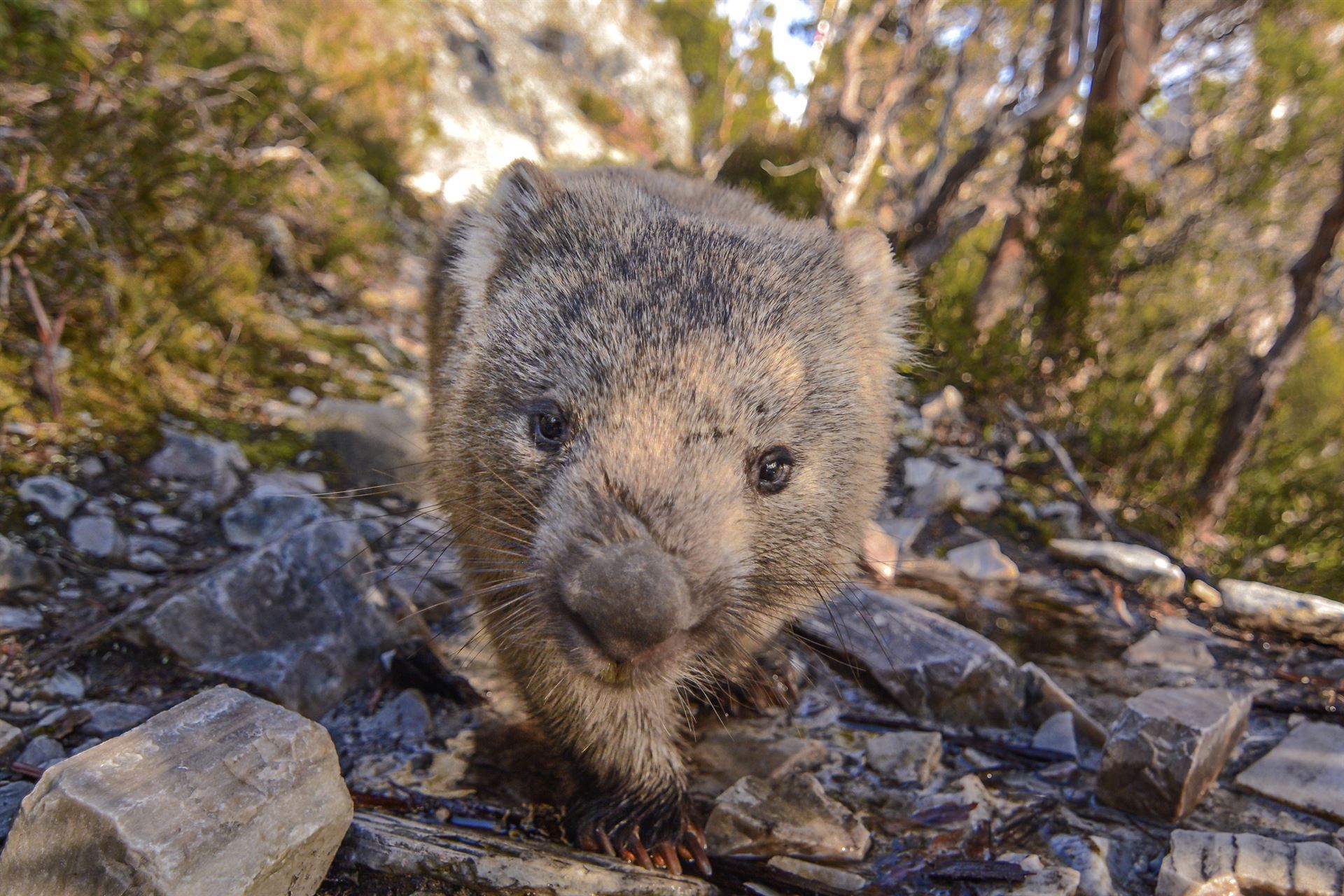 Wombat am Dove Lake