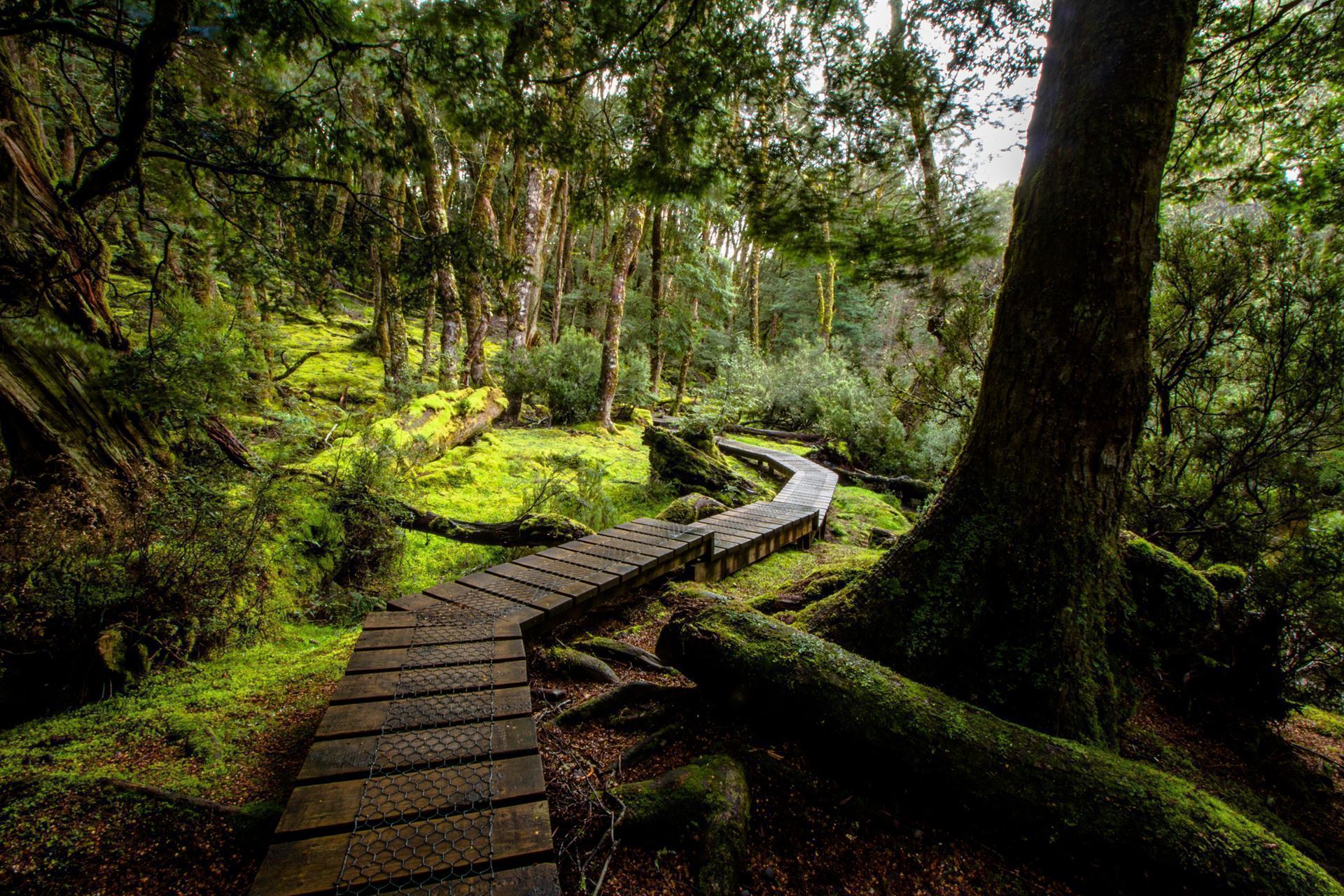 Wanderweg im Cradle Mountain Nationalpark