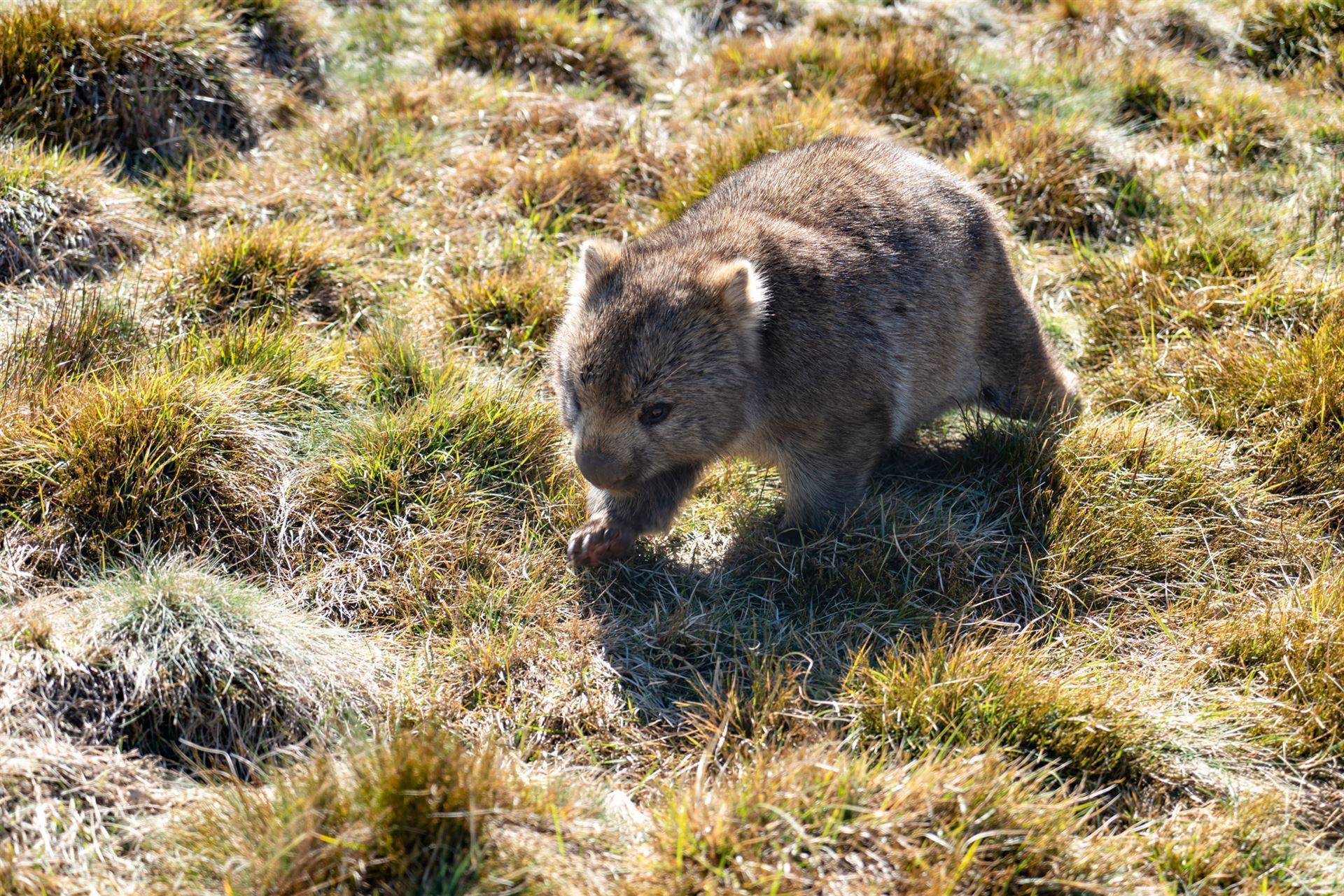Wombat im Cradle Mountain Nationalpark
