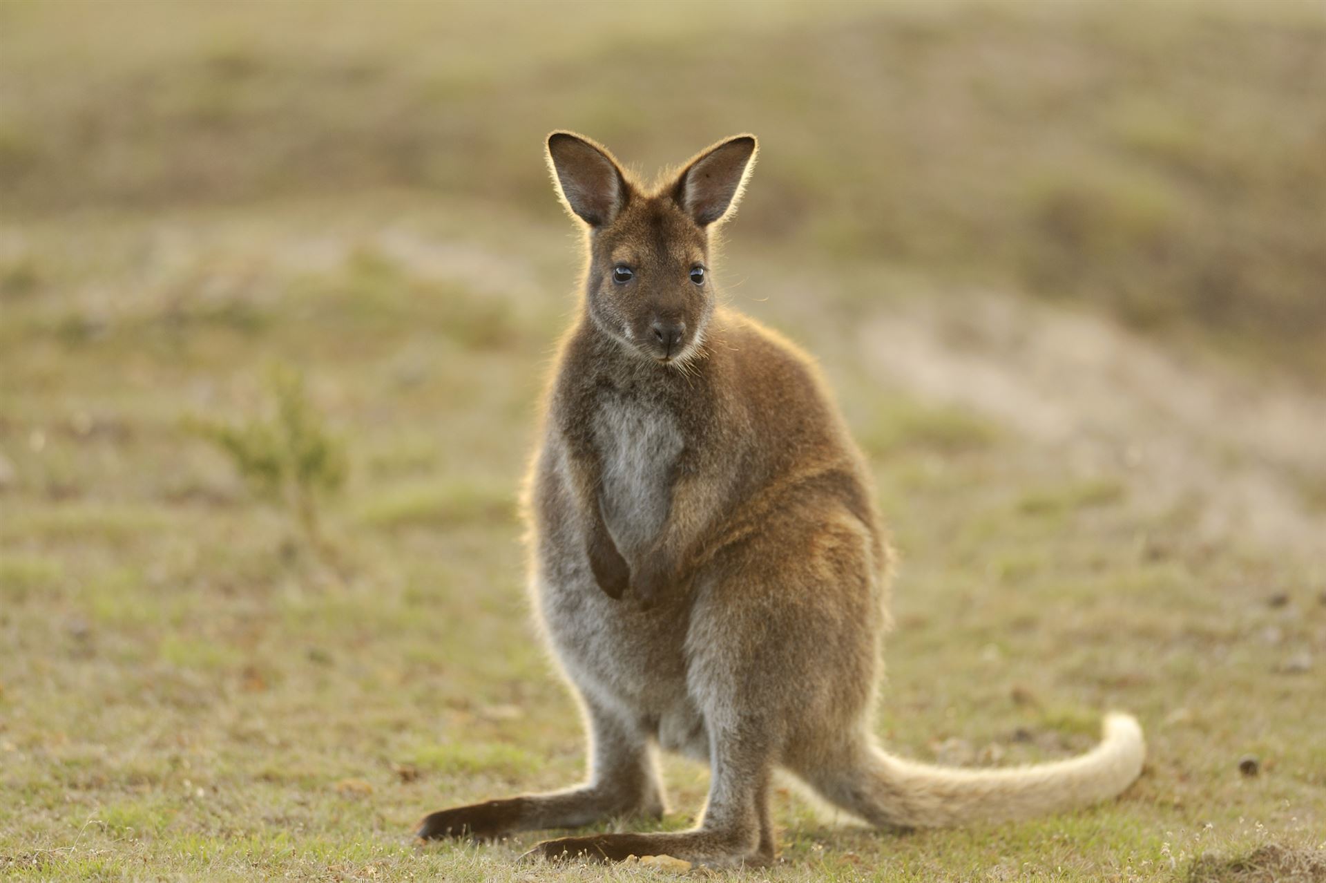 Buschkänguru im Mount William National Park