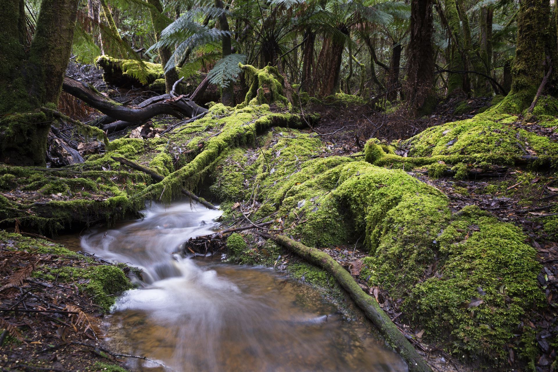 Mount Fields National Park, Tasmanien
