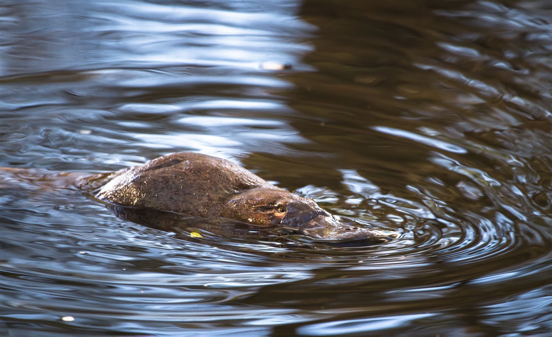 Platypus im Mt. Field Nationalpark
