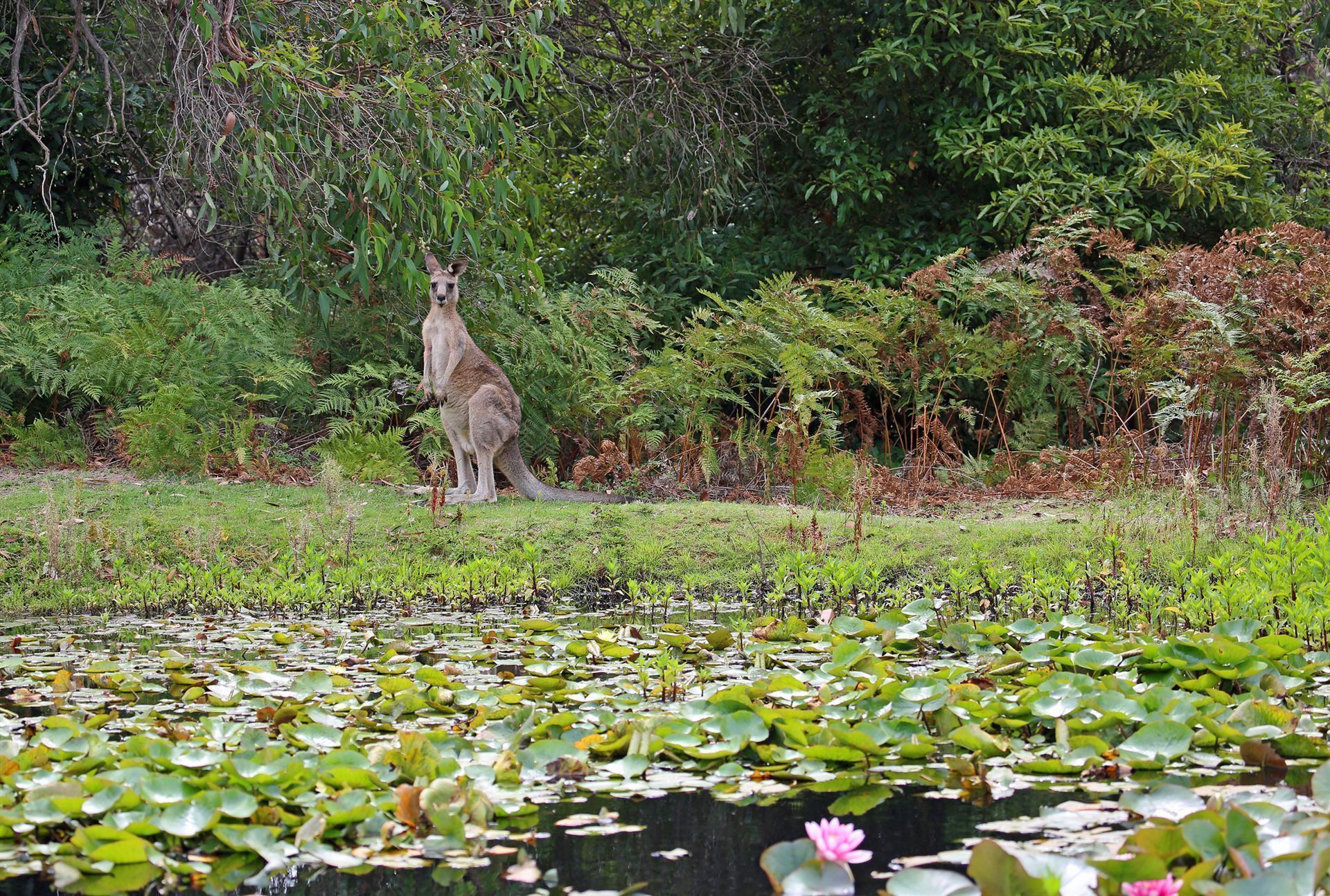 Känguru in Anglesea