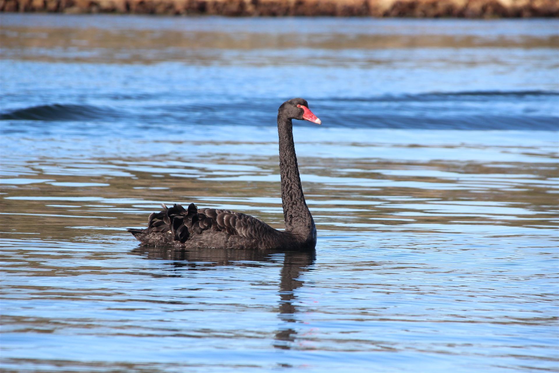 Schwarzer Schwan in den Gippsland Lakes