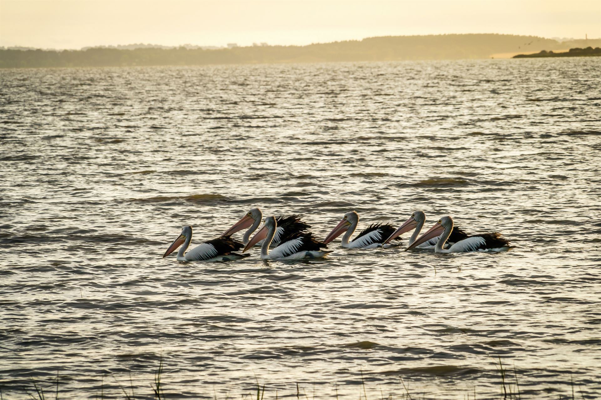 Pelikane auf dem Lake Colac