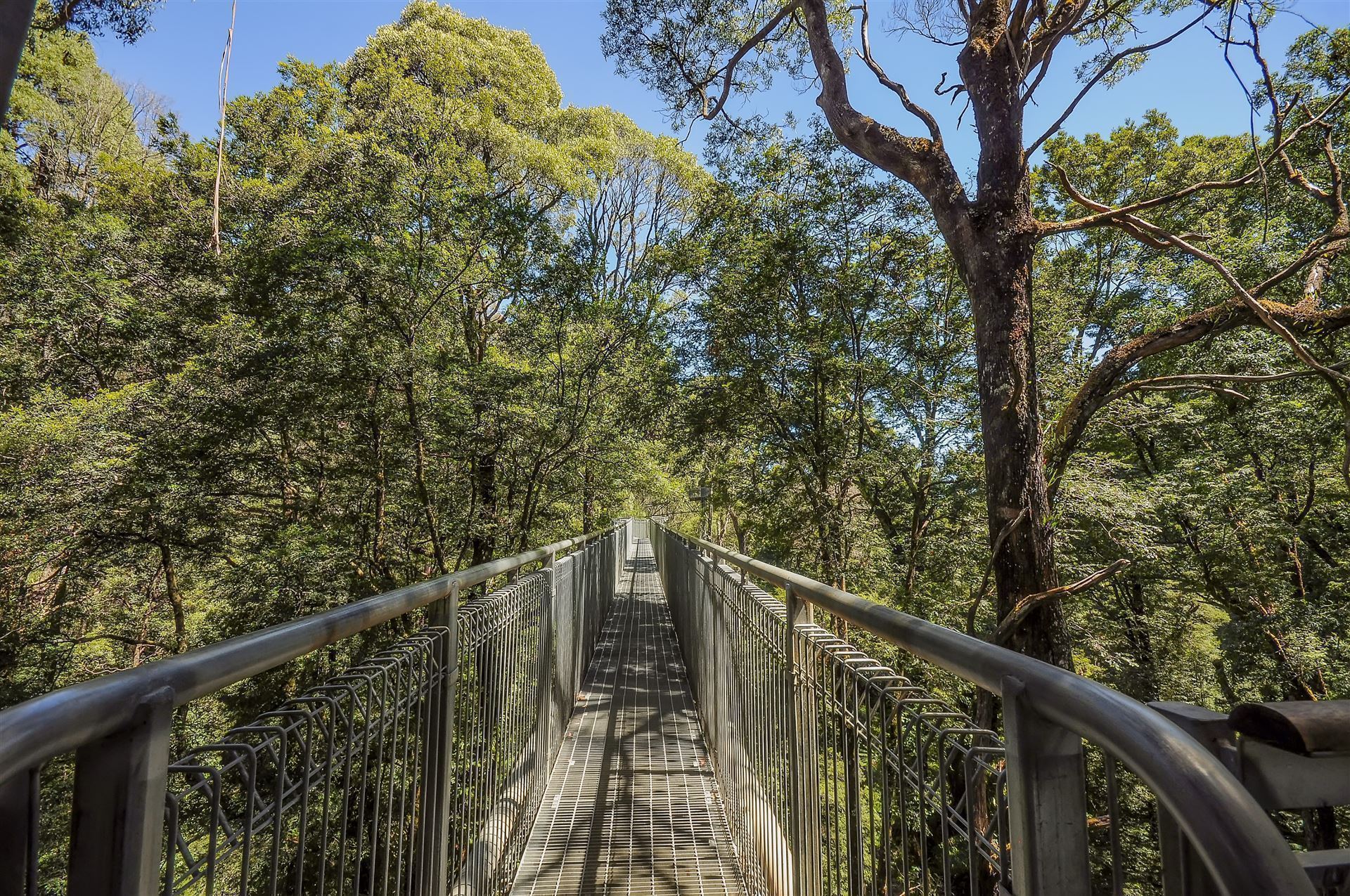 Baumkronenpfad Otway Fly Treetop Adventures