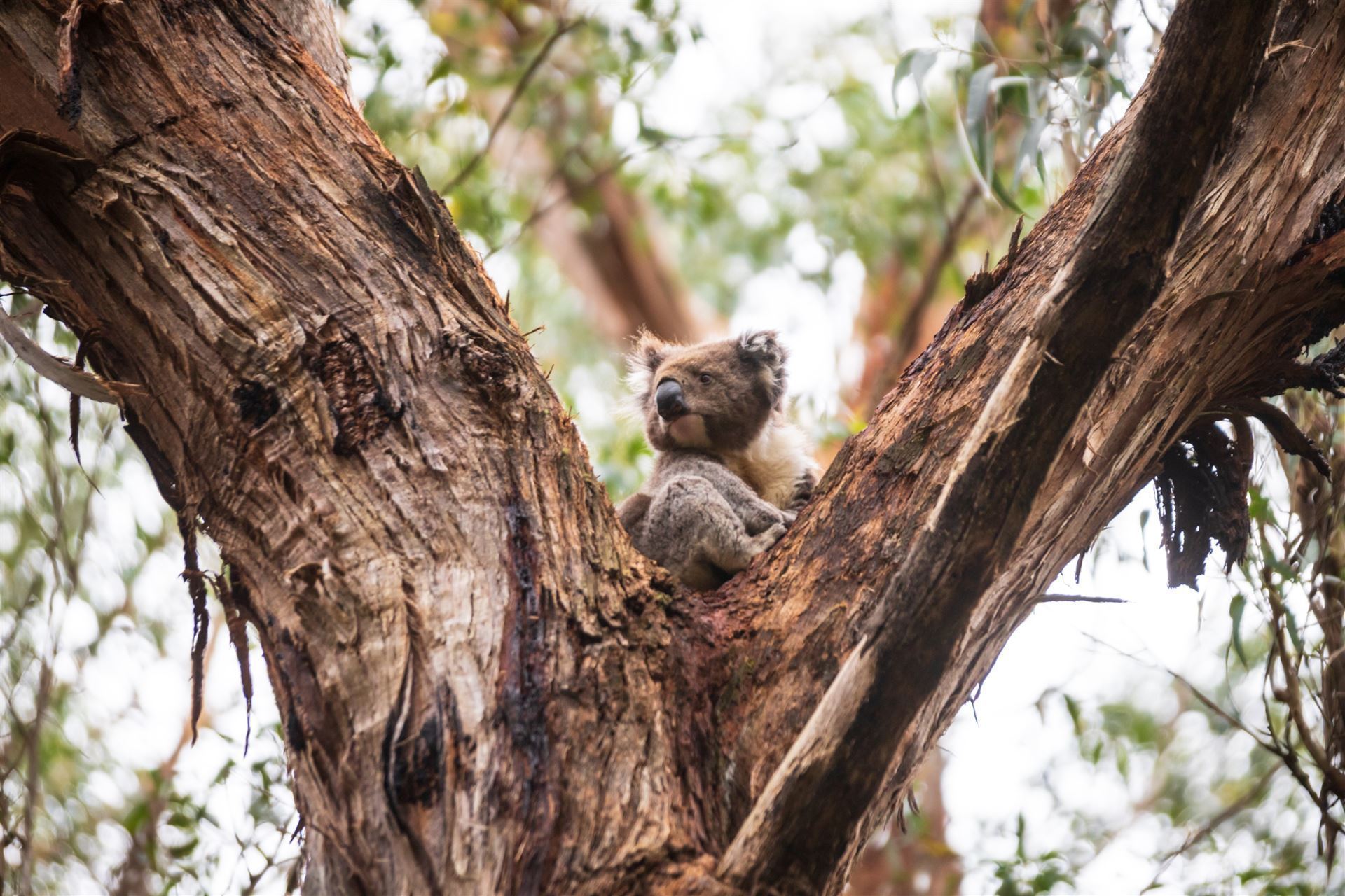 Koala im Great Otway Nationalpark