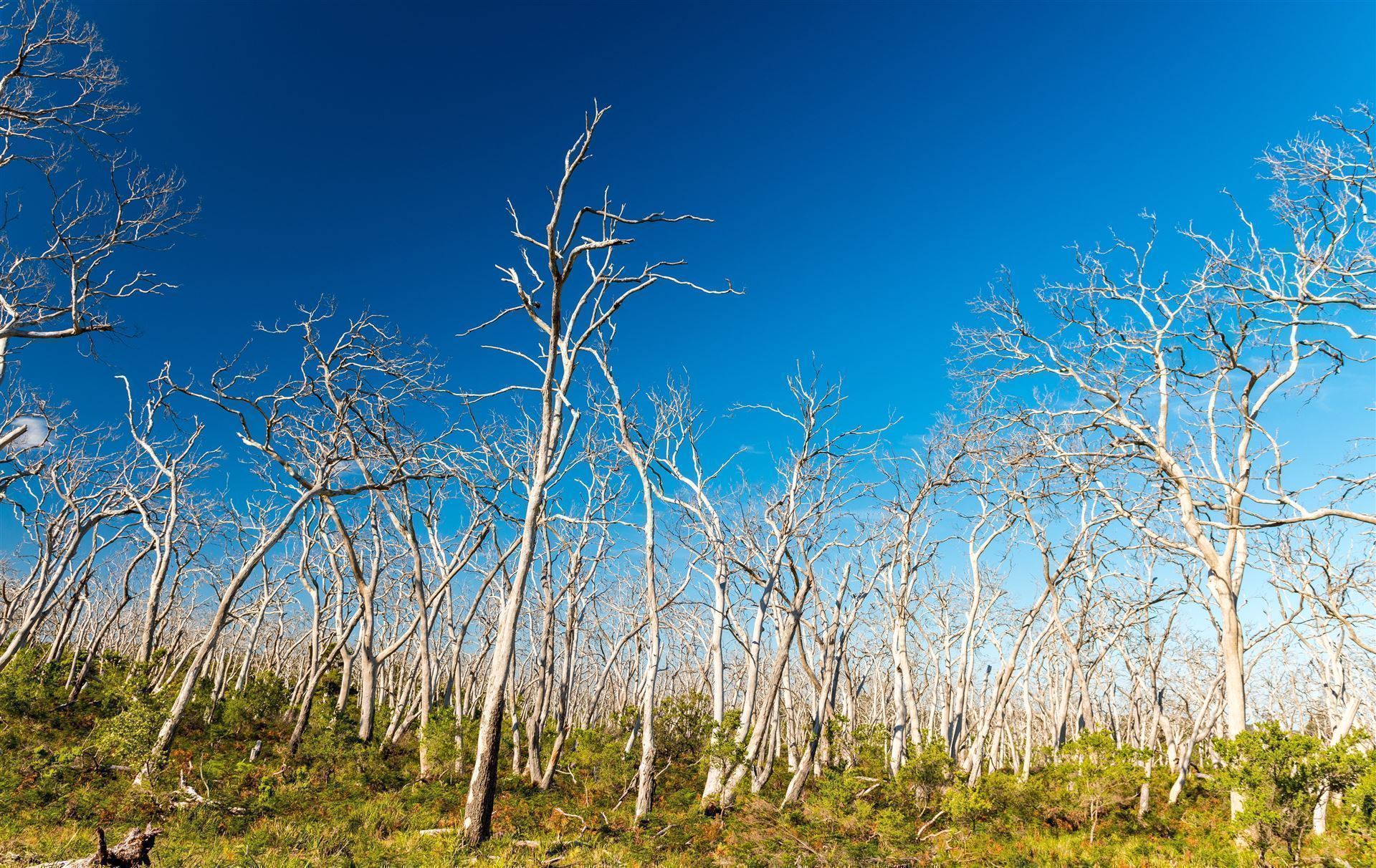Great Otway Nationalpark