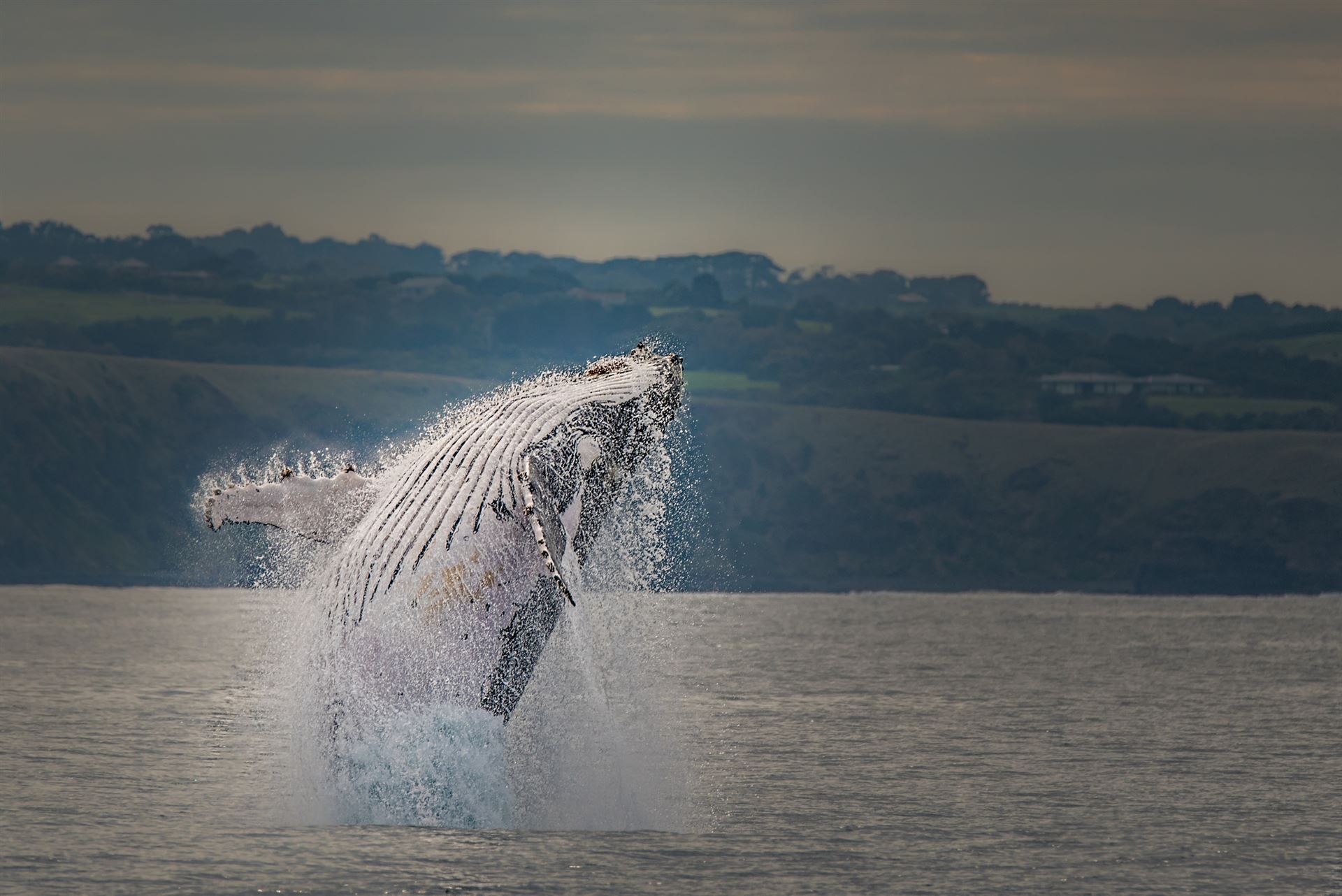 Buckelwal vor Phillip Island