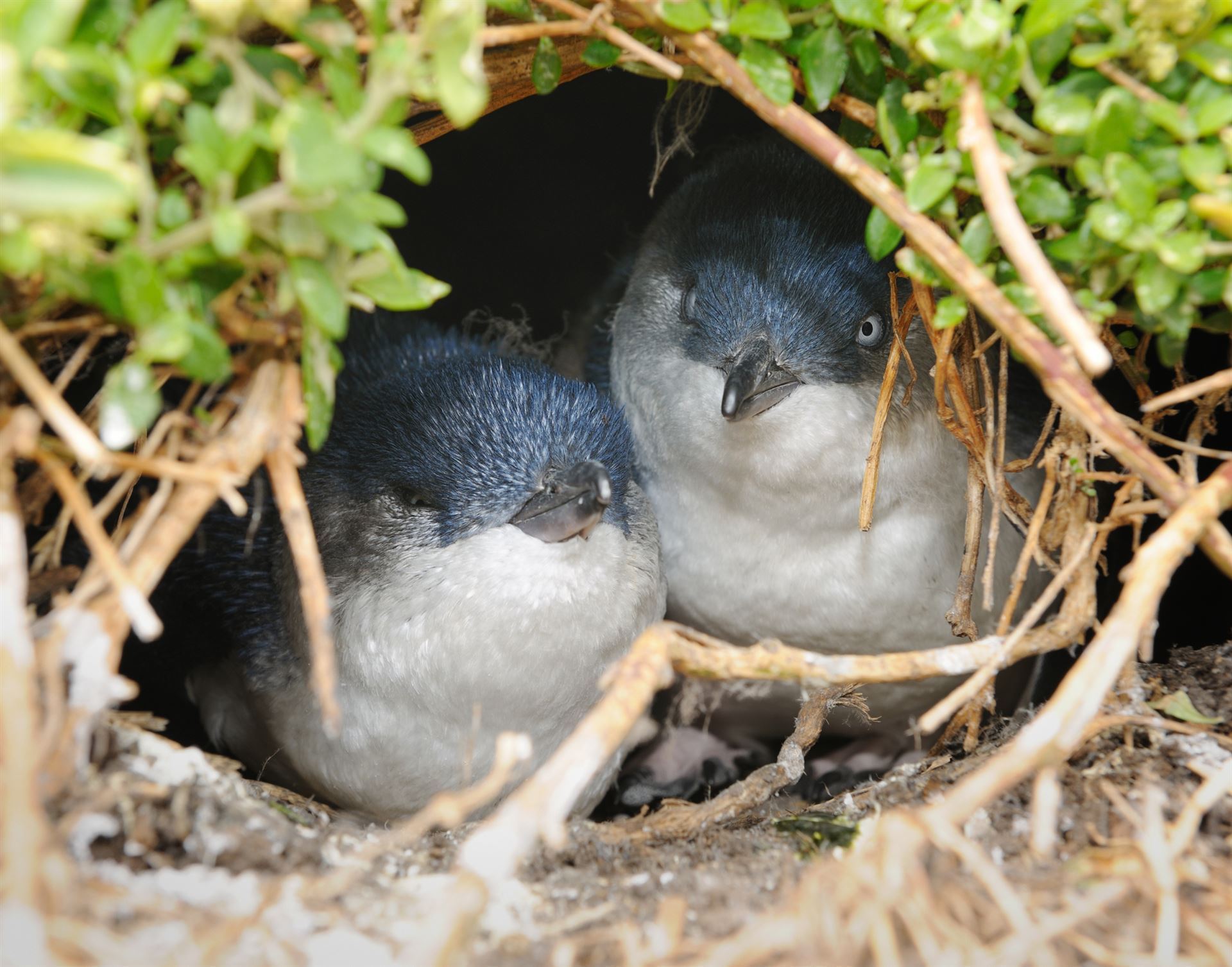 Pinguine auf Phillip Island