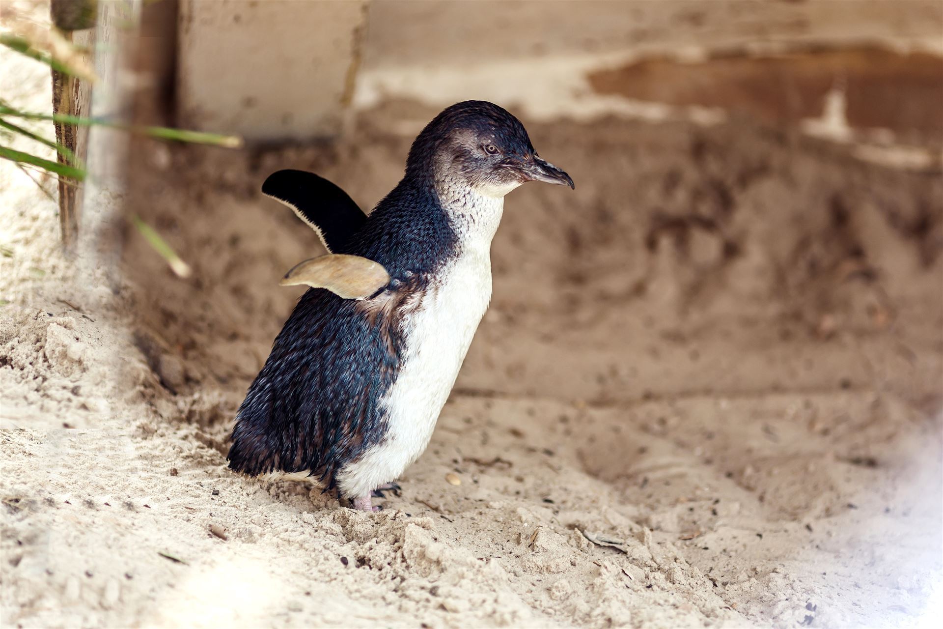 Pinguine auf Phillip Island, Australien