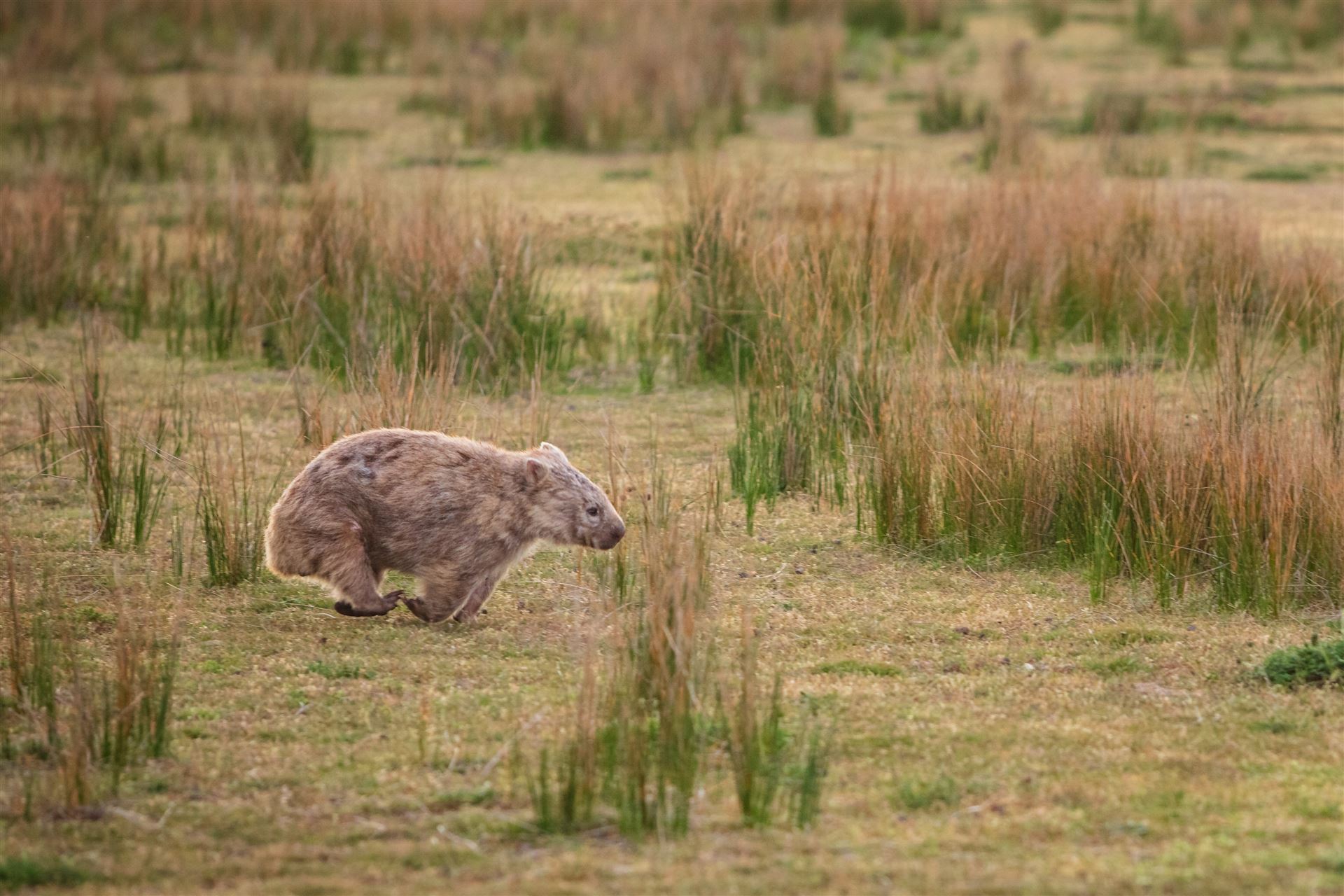 Wombat im Wilsons Promontory Nationalpark