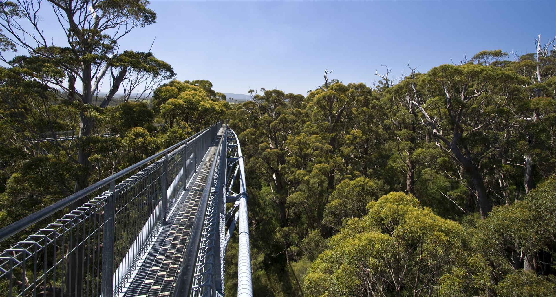 Tree Top Walk