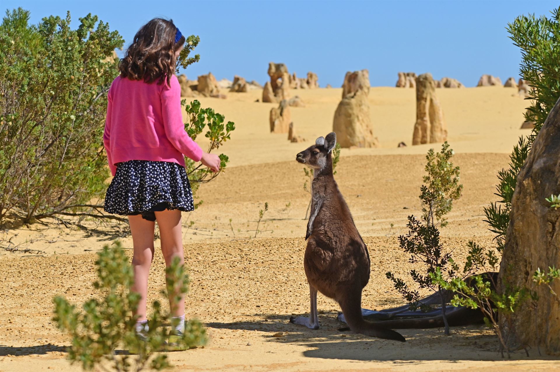 Kleines Mädchen und Känguru zwischen den Pinnacles