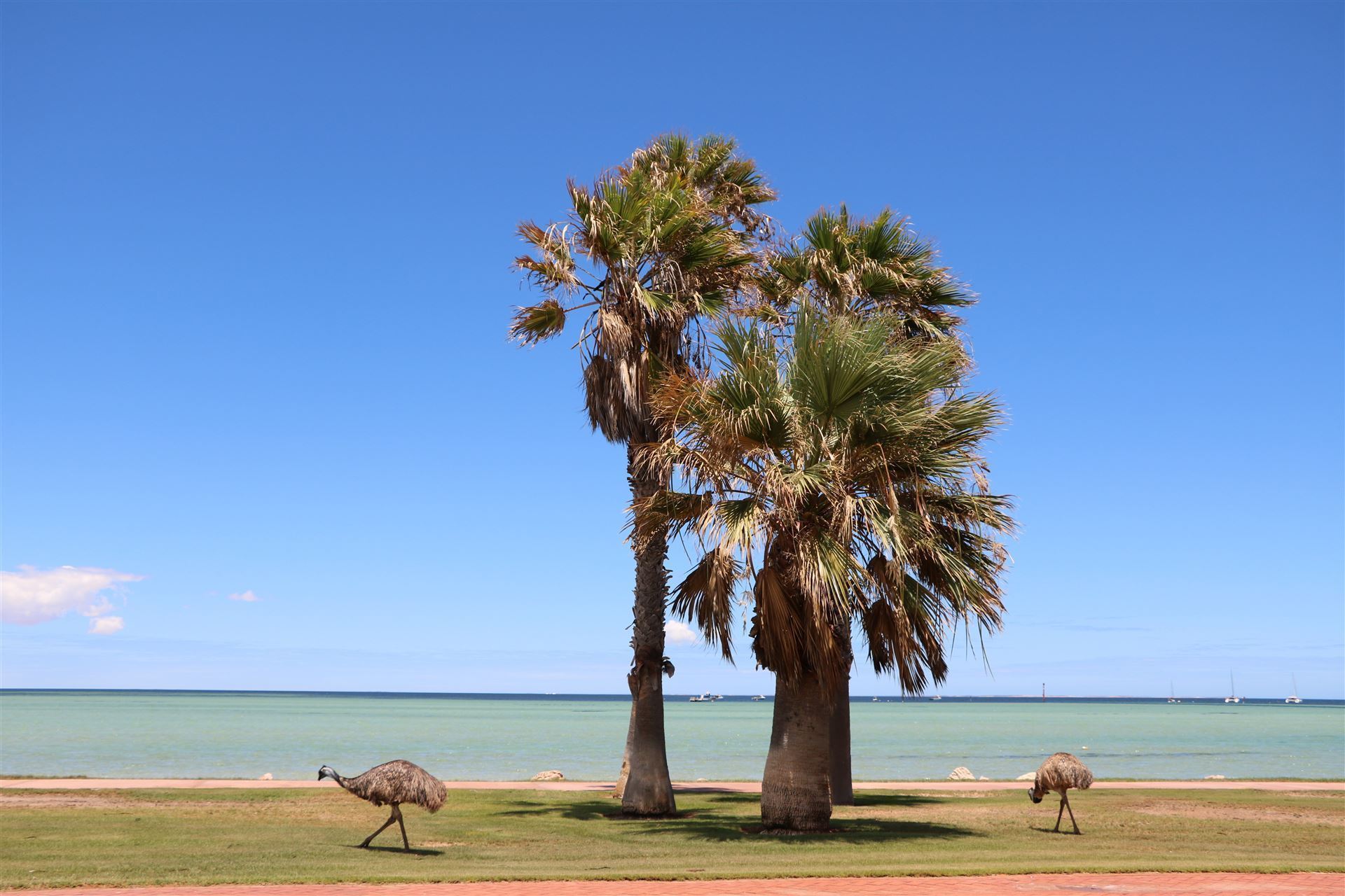 Emus in Denham