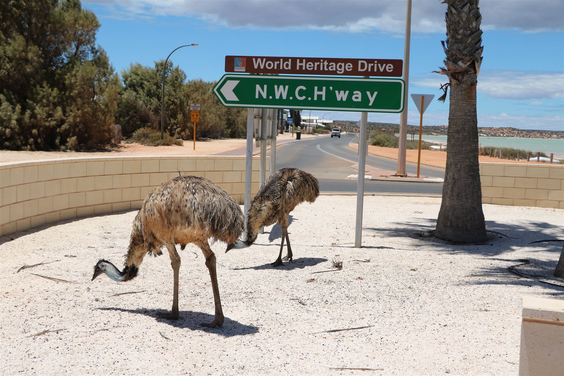 Emus in Denham