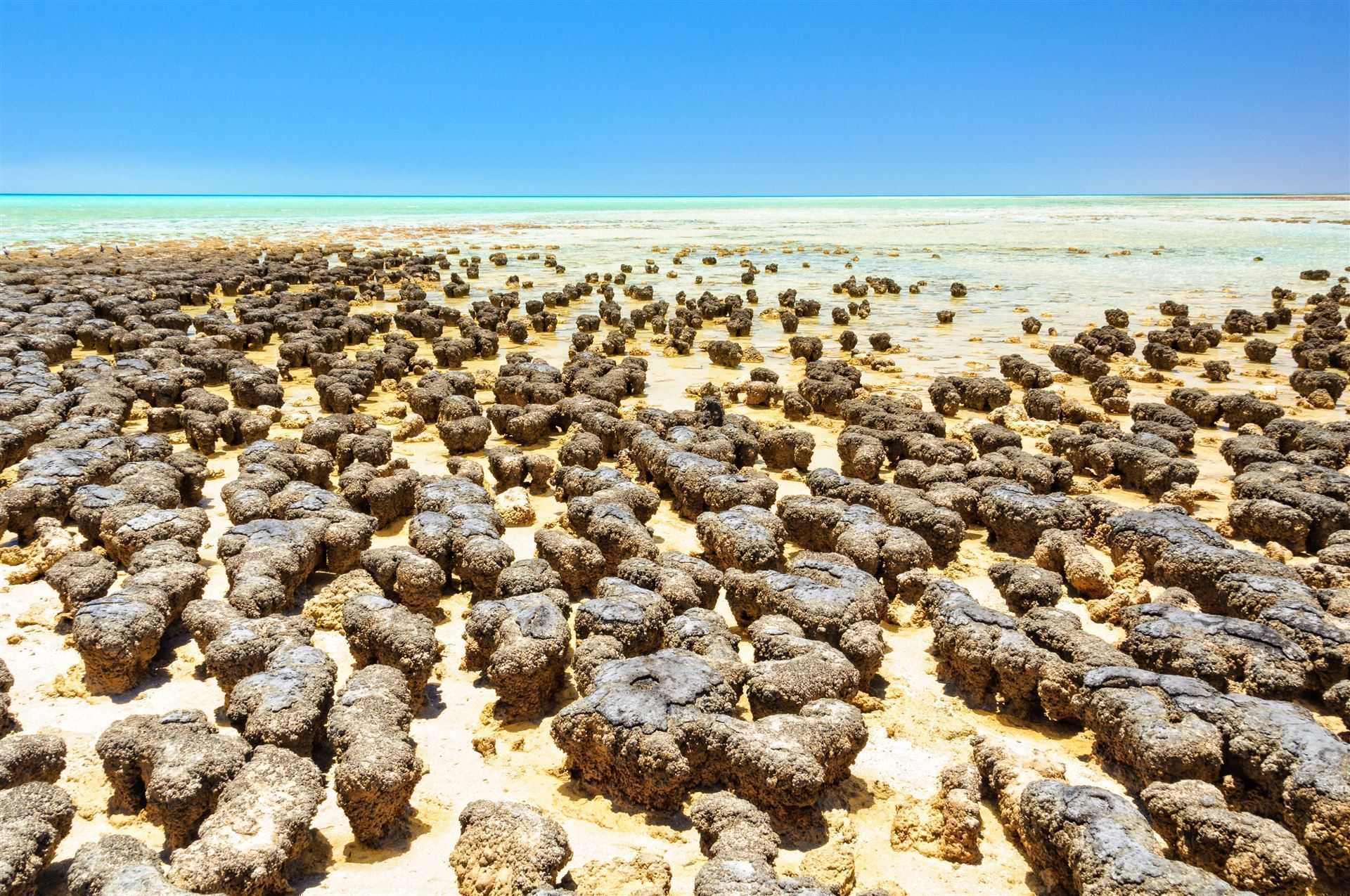 Stromatolithen im Hamelin Pool
