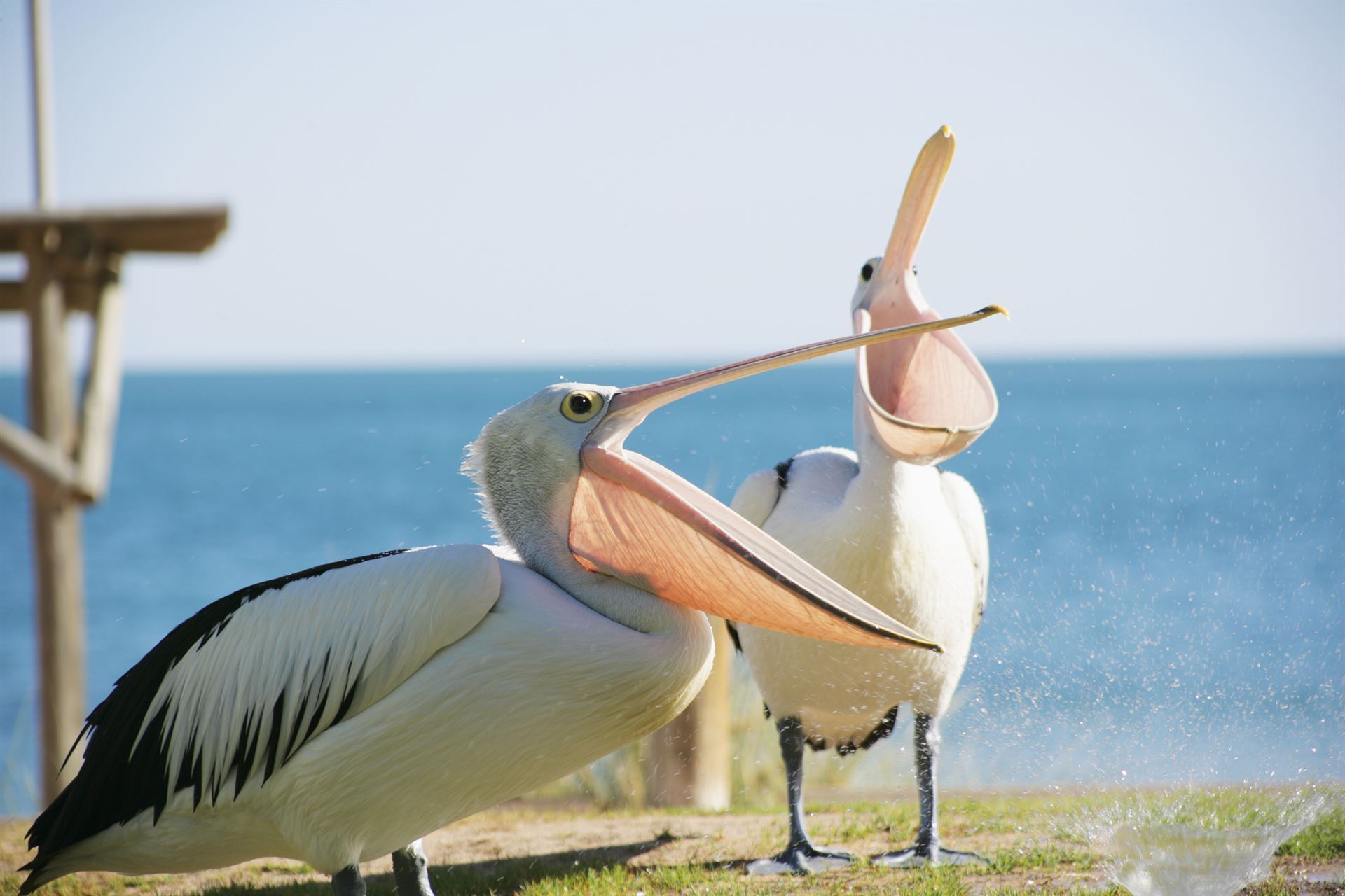 Pelikane in der Shark Bay