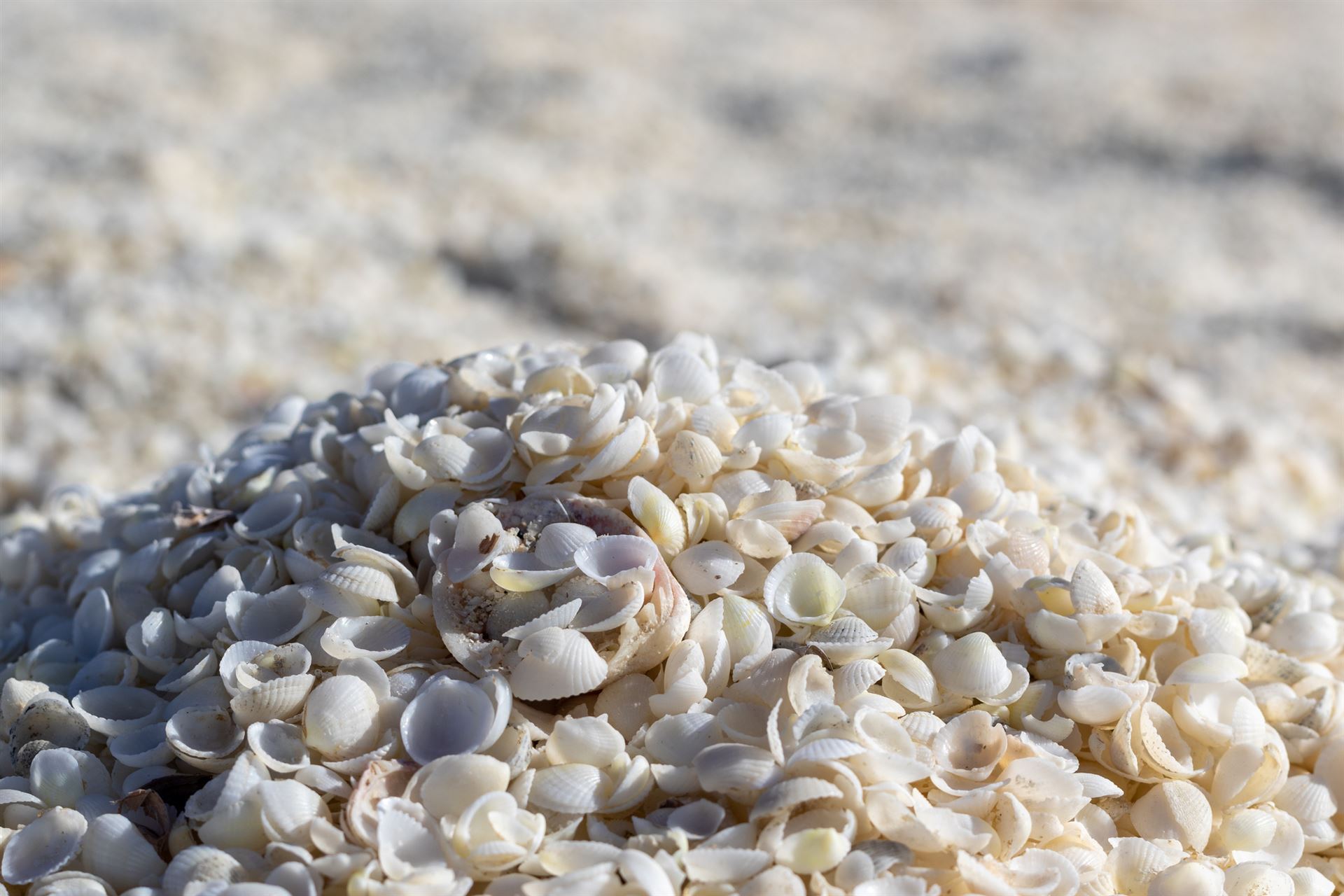 Shell Beach