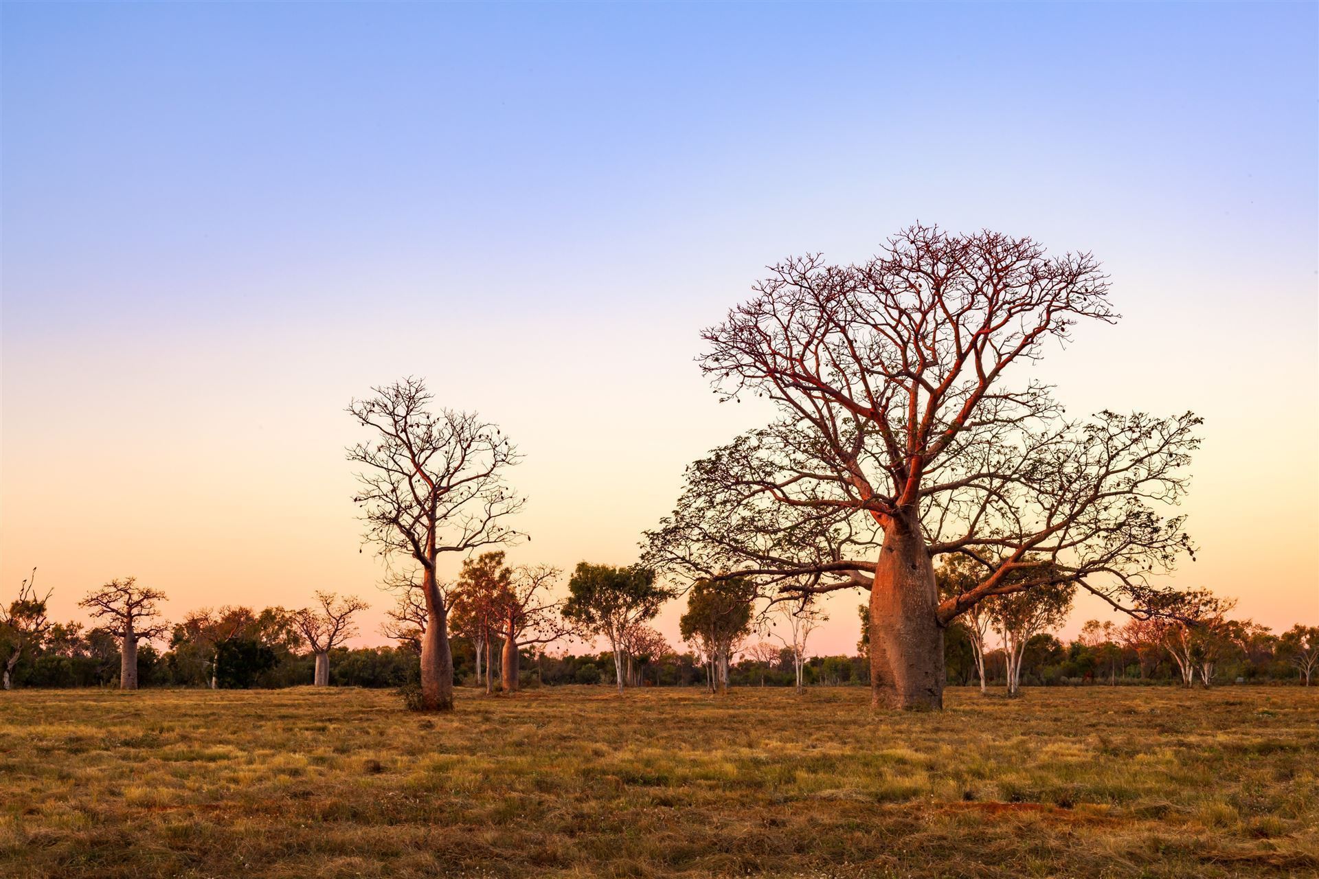 Baobabs in Derby