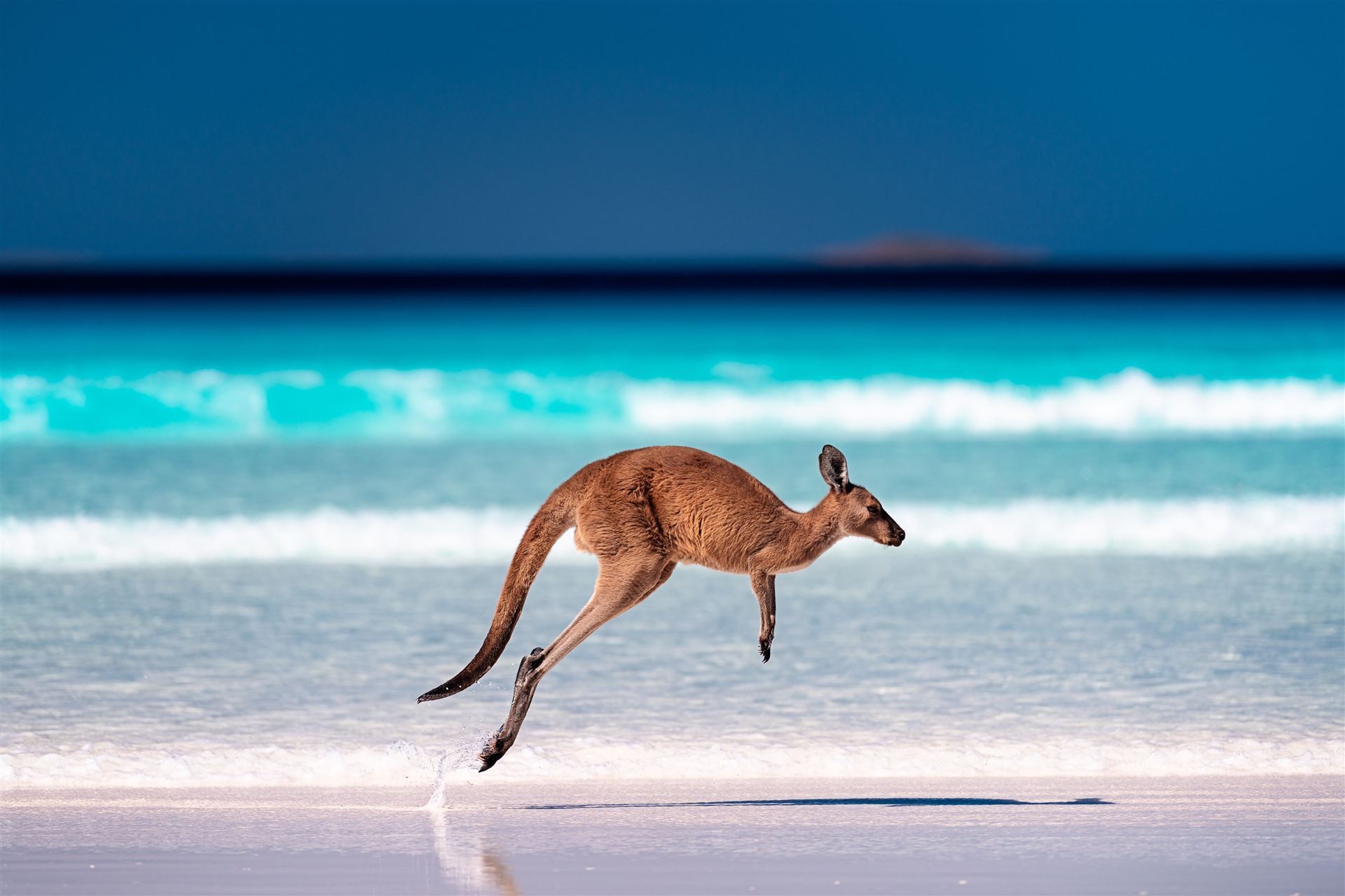 Känguru im Cape Le Grande Nationalpark