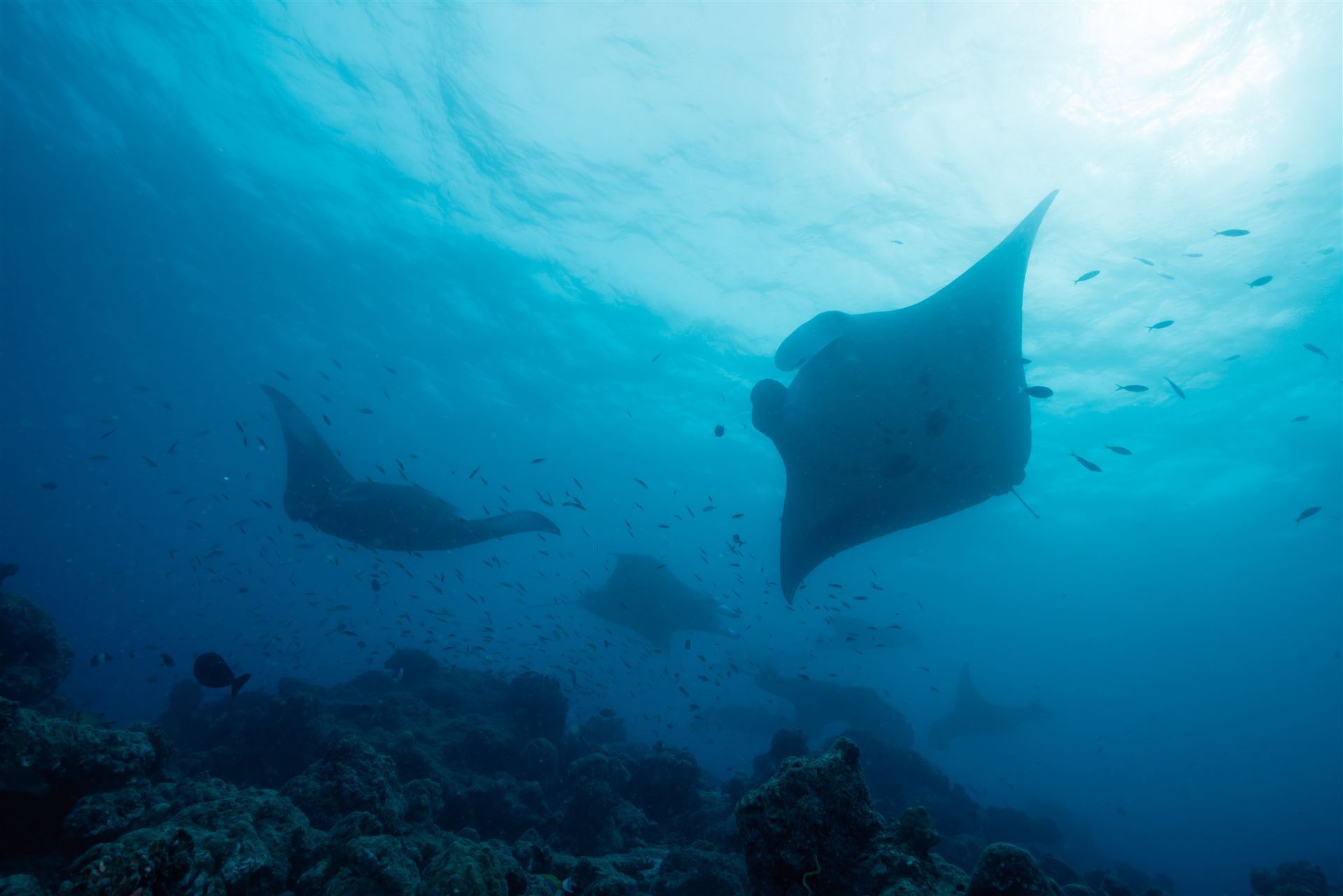Manta Rochen