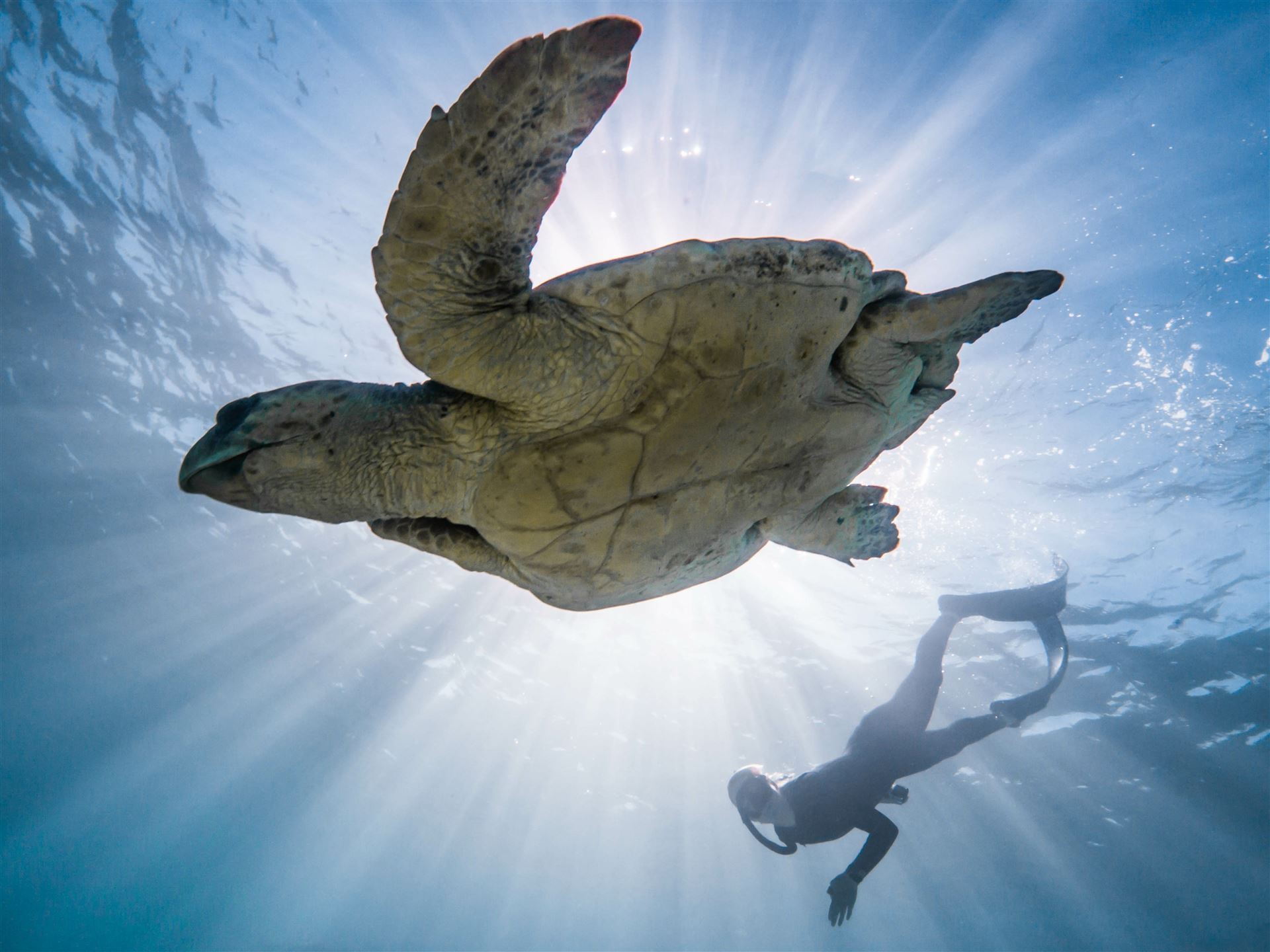 Schildkröte im Ningaloo Reef